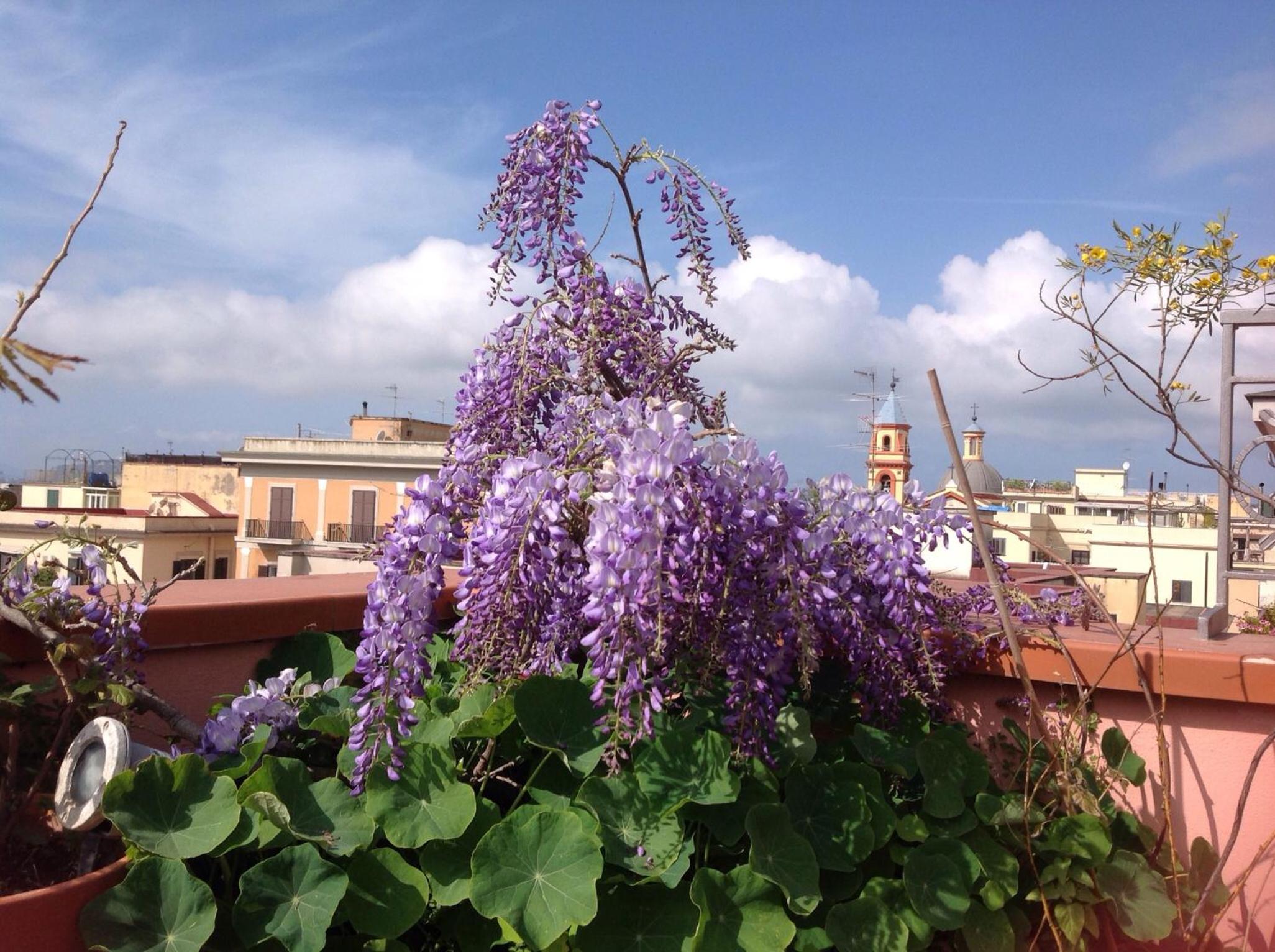 Il Nido della Quaglia b&b - Jaba mia House LT