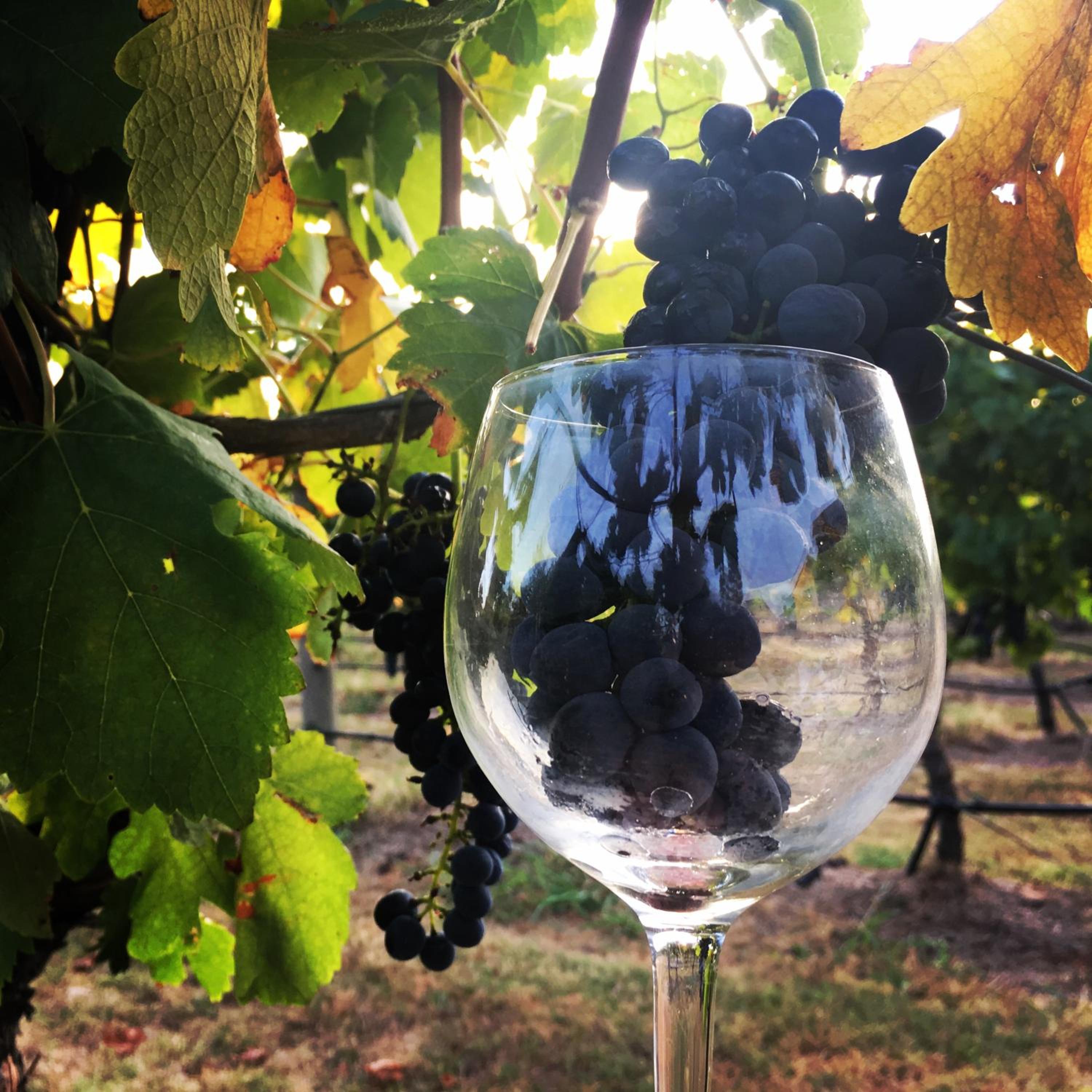 Tranquil Vale Vineyard