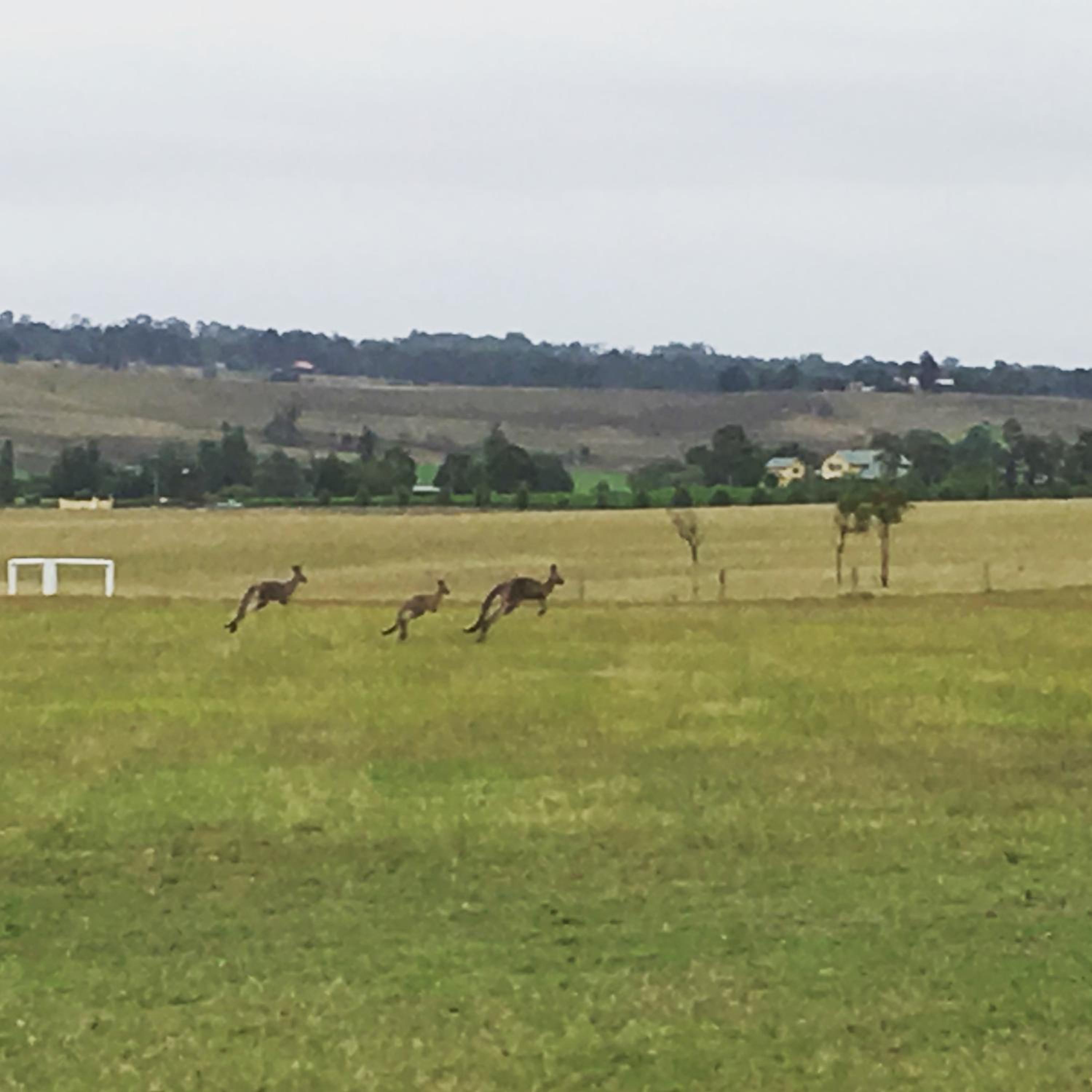 Tranquil Vale Vineyard