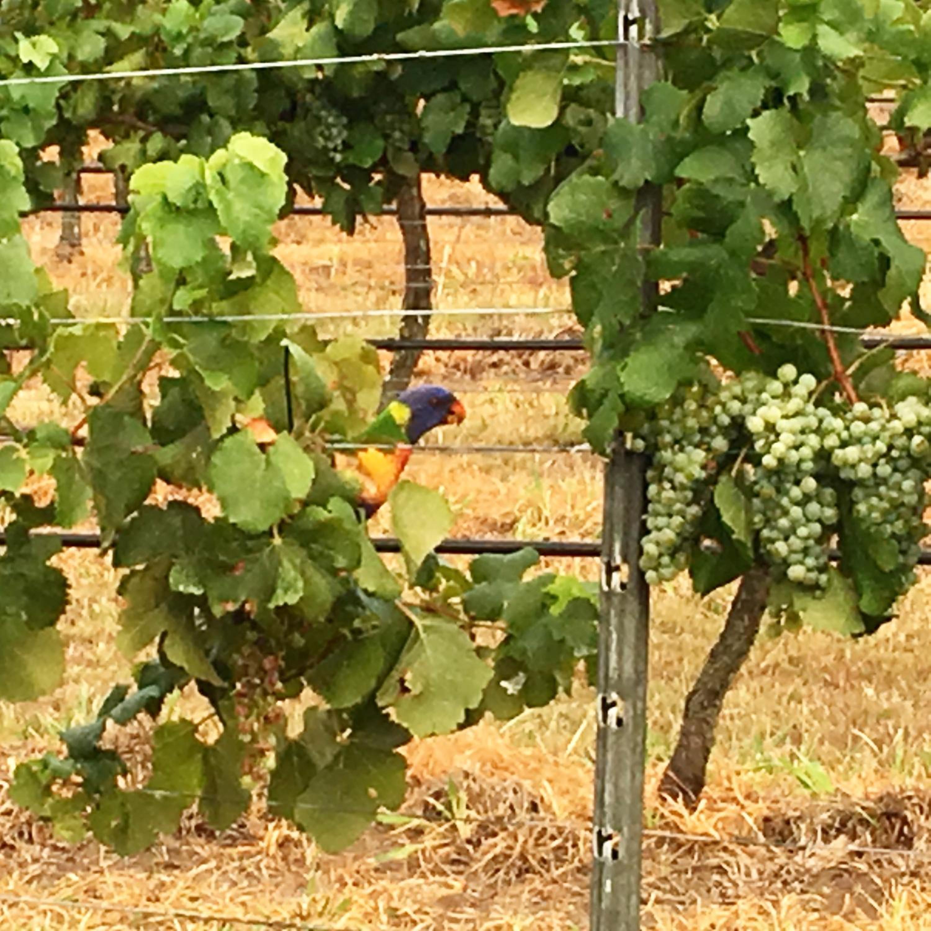 Tranquil Vale Vineyard