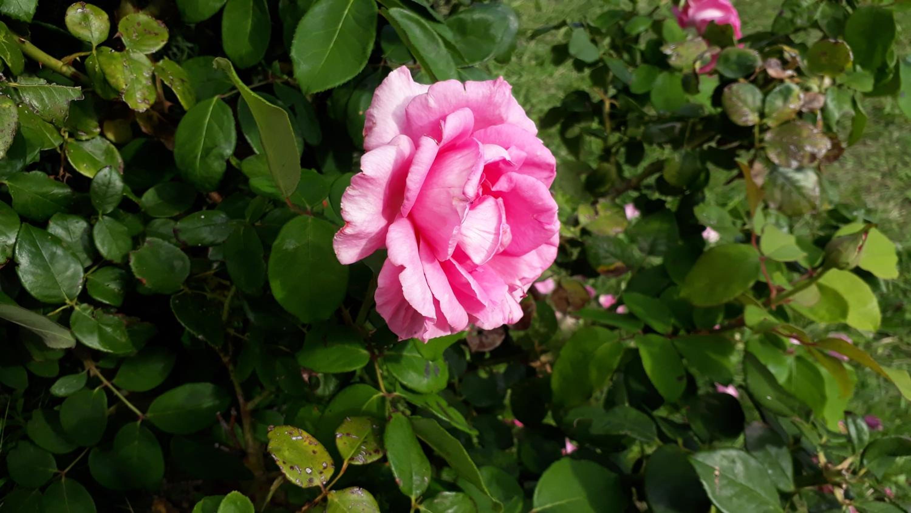 Dos Soles