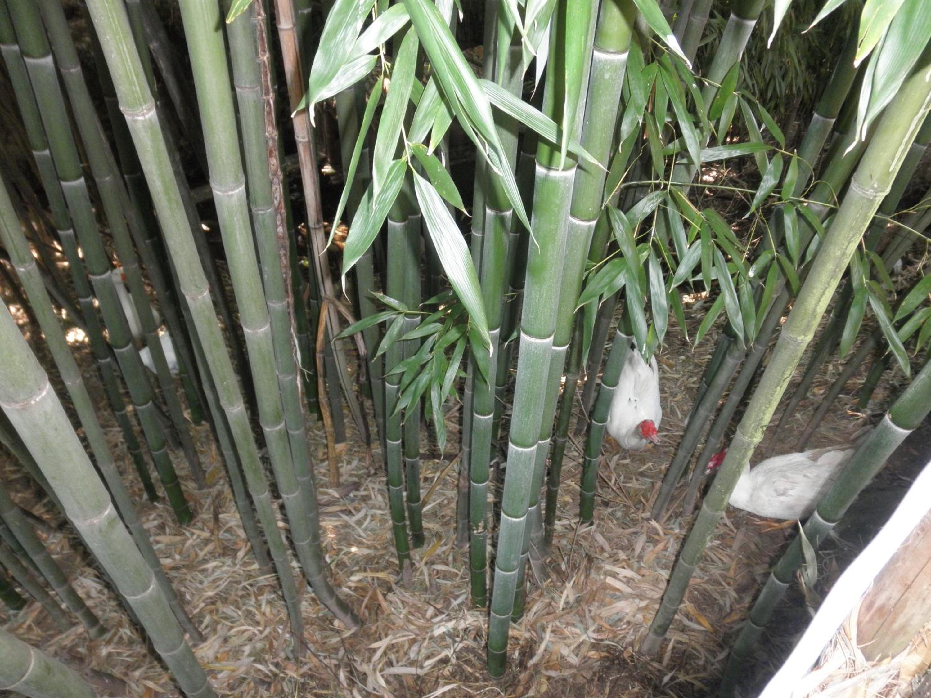 Photo 8