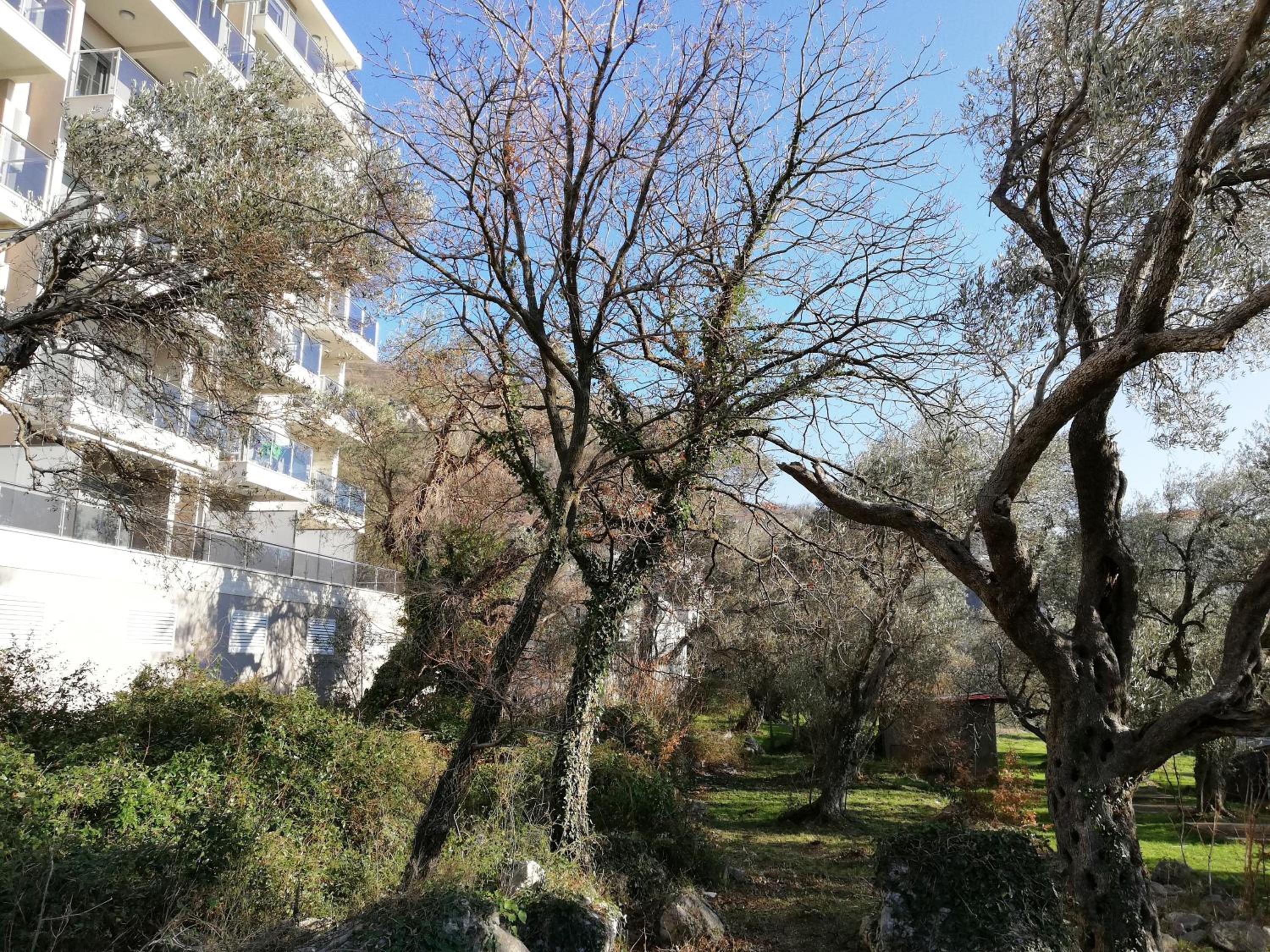 Apartment Olive Montenegro KO Becici view 3