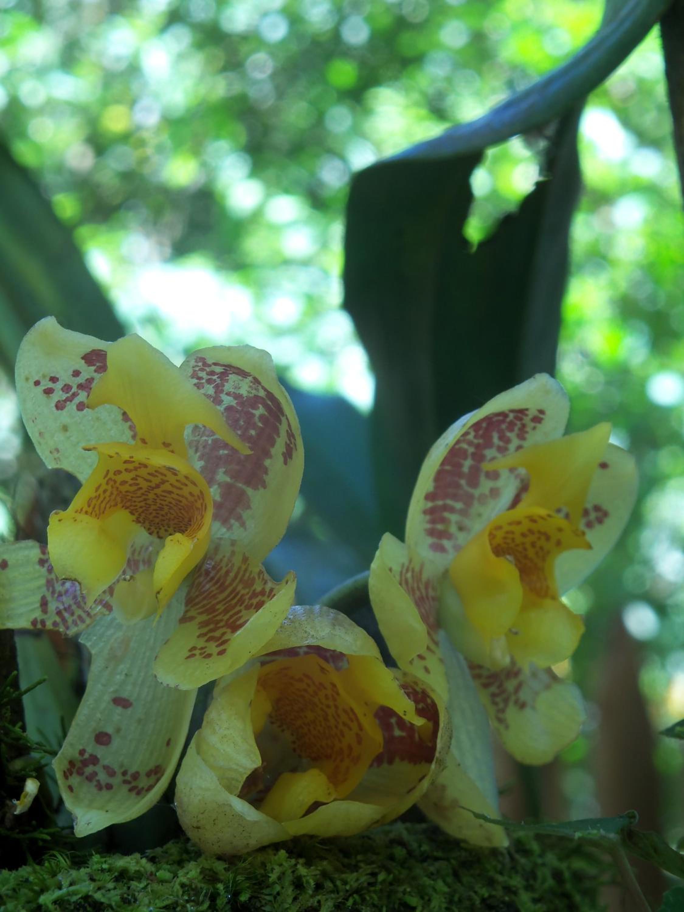 Refugio de Orquídeas