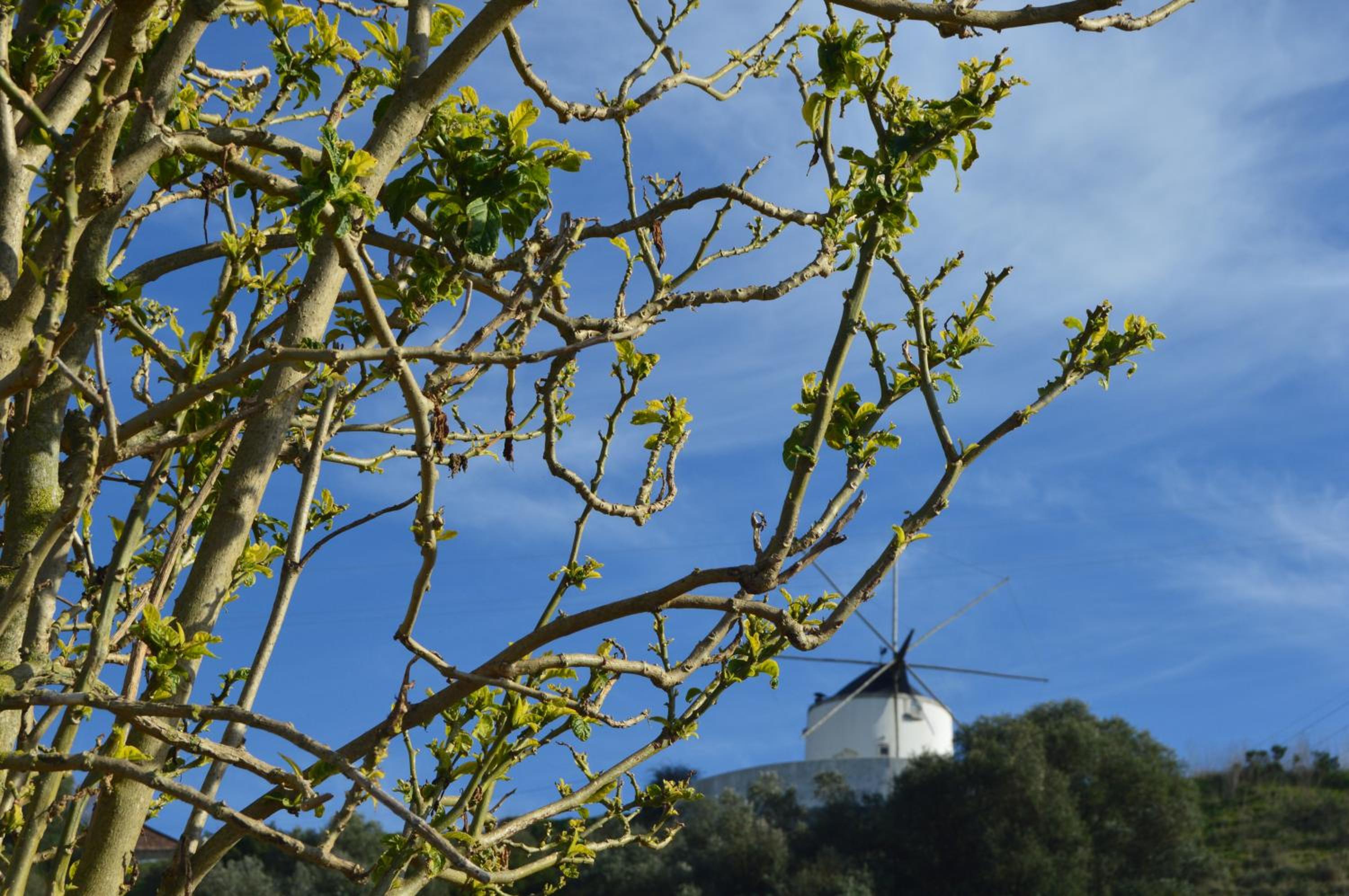 Quinta do Piloto, photo 2