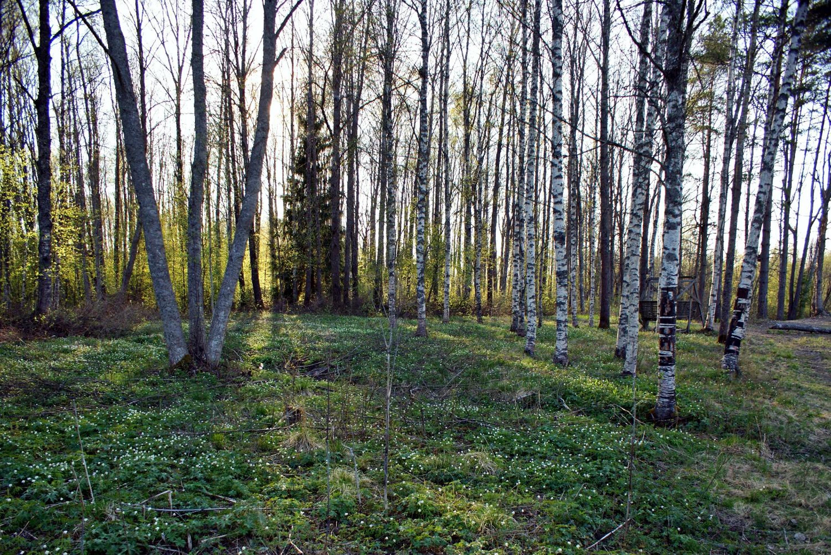 Photo 31