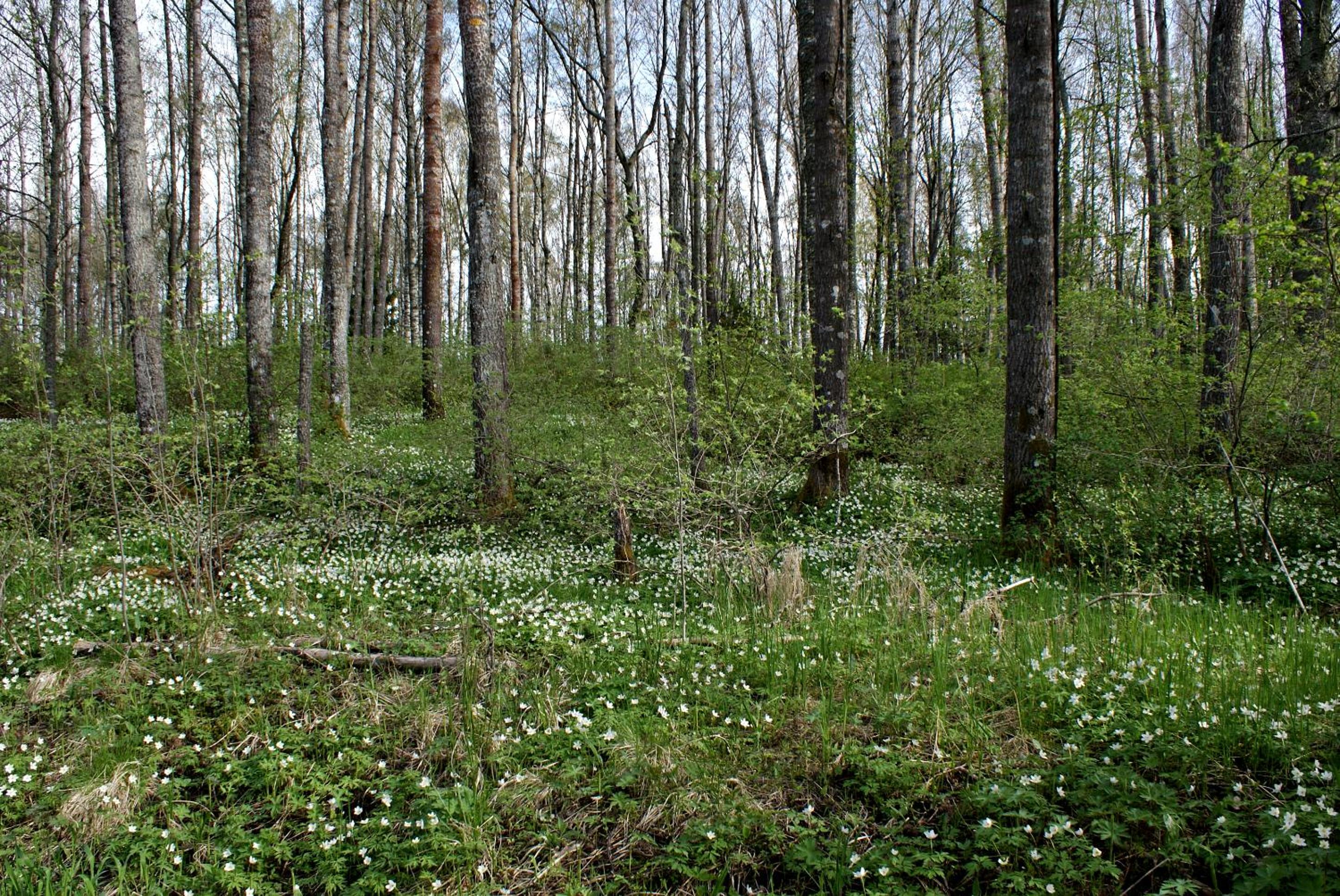 Photo 30