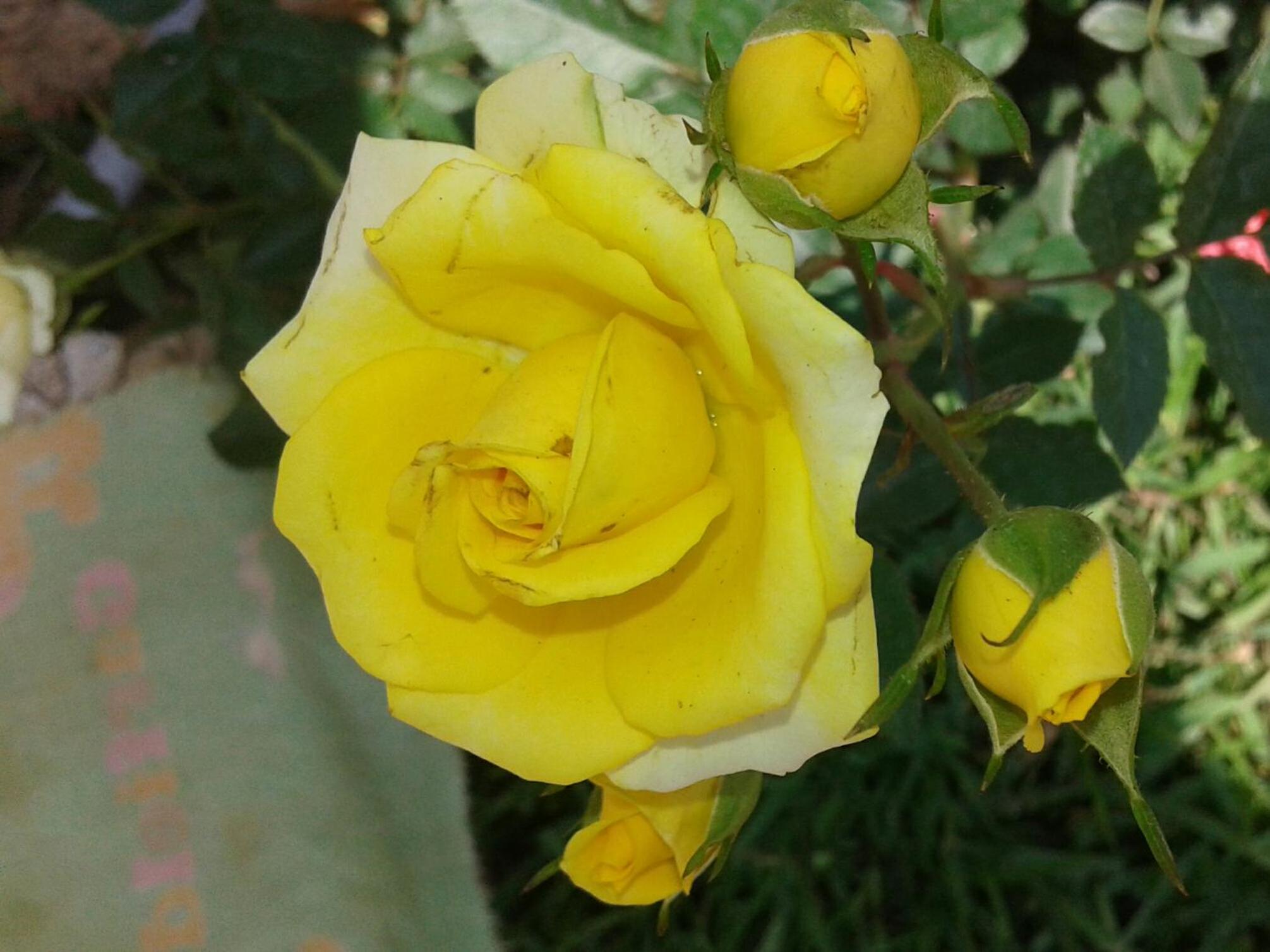 Photo 46