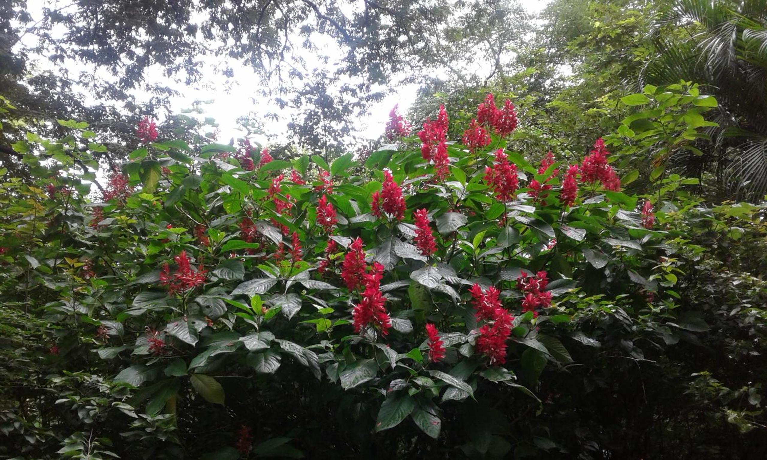 El nido rojo
