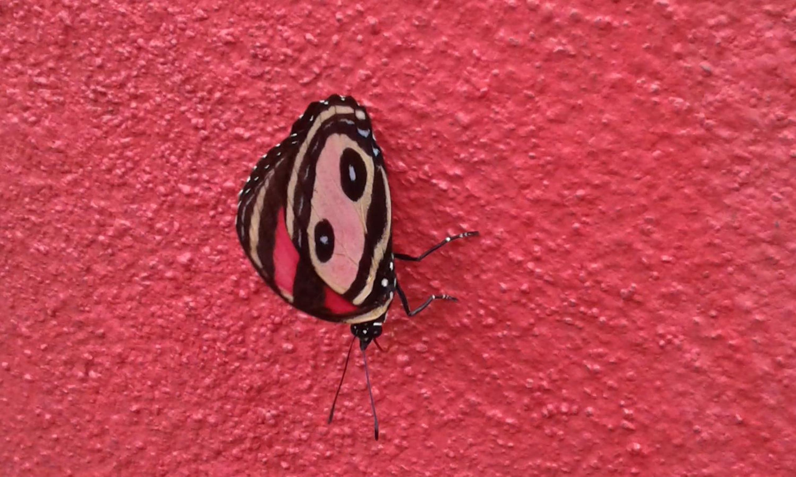 El nido rojo