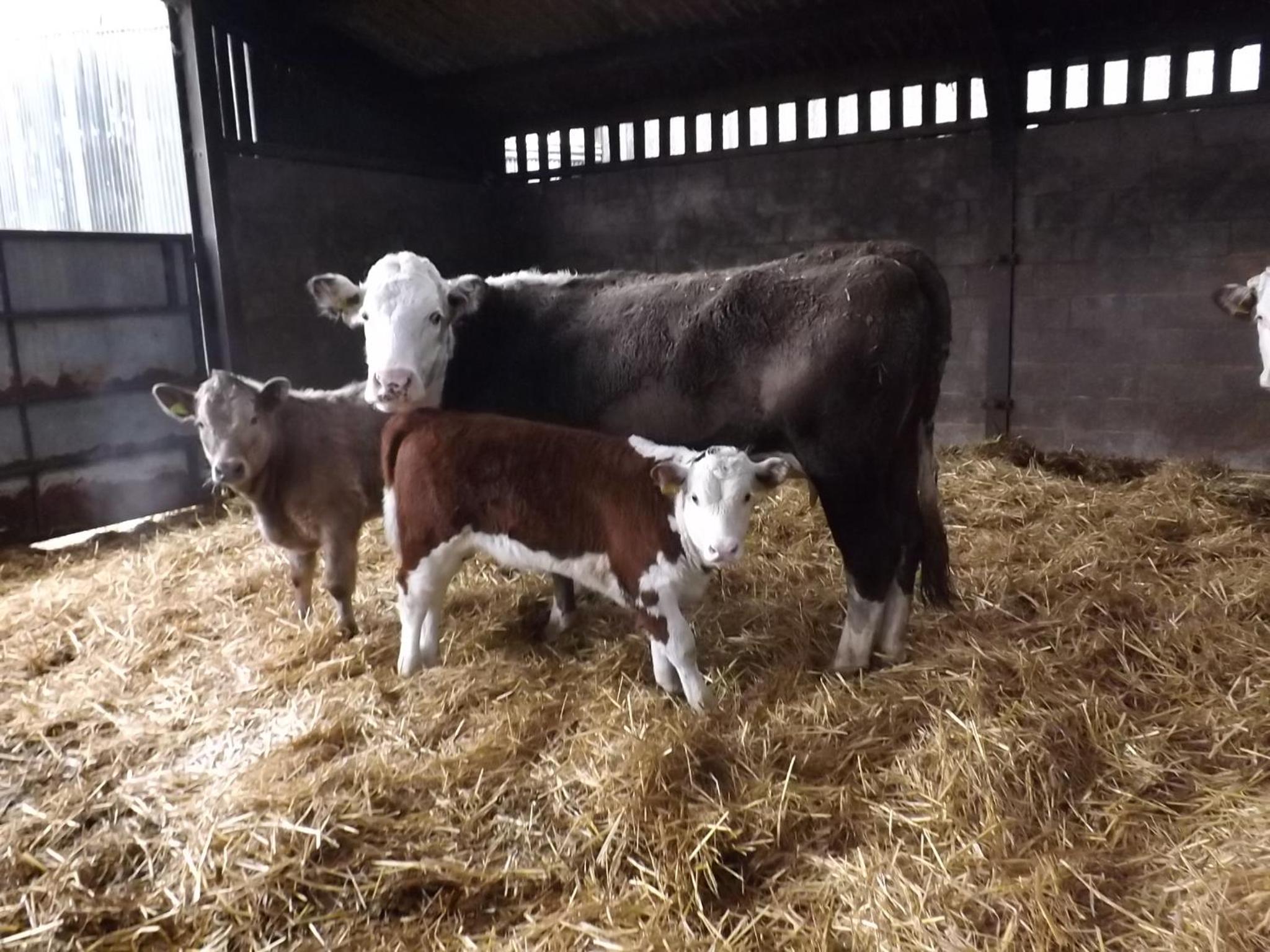 Peartree Farm