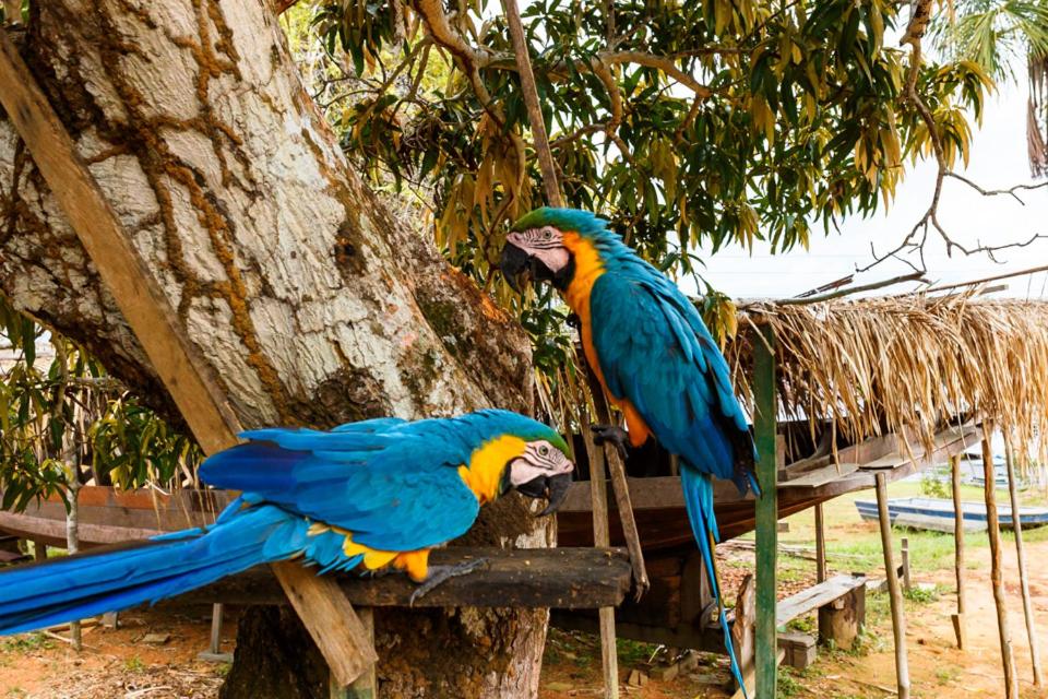 Amazônia ParkSuítes