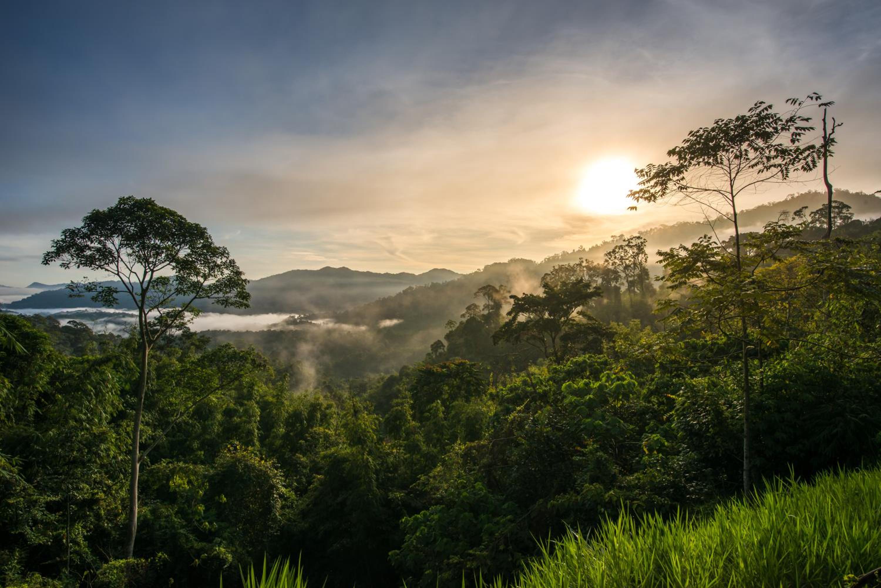 Rest Pause Rainforest Retreat view 4