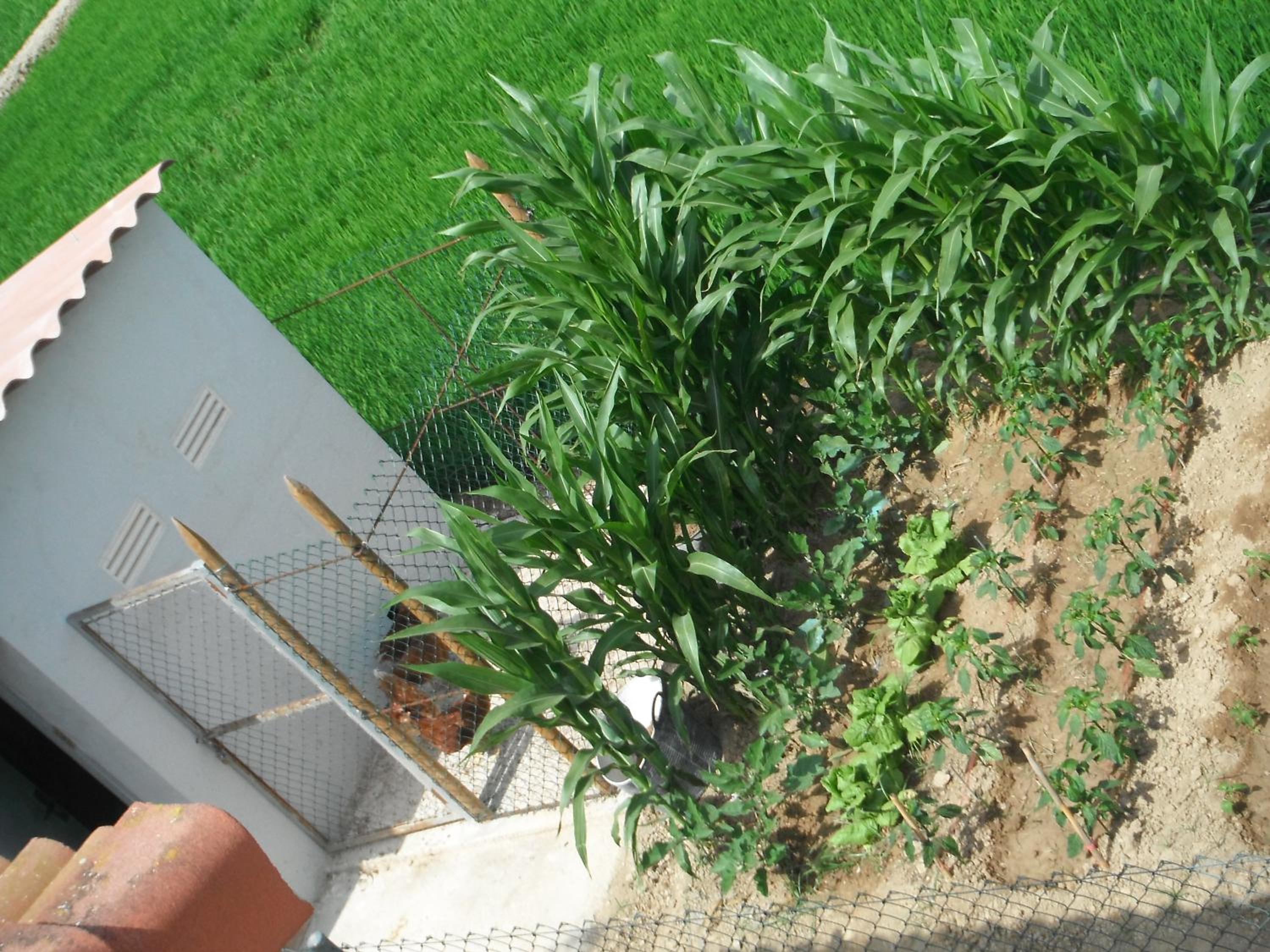Photo 39