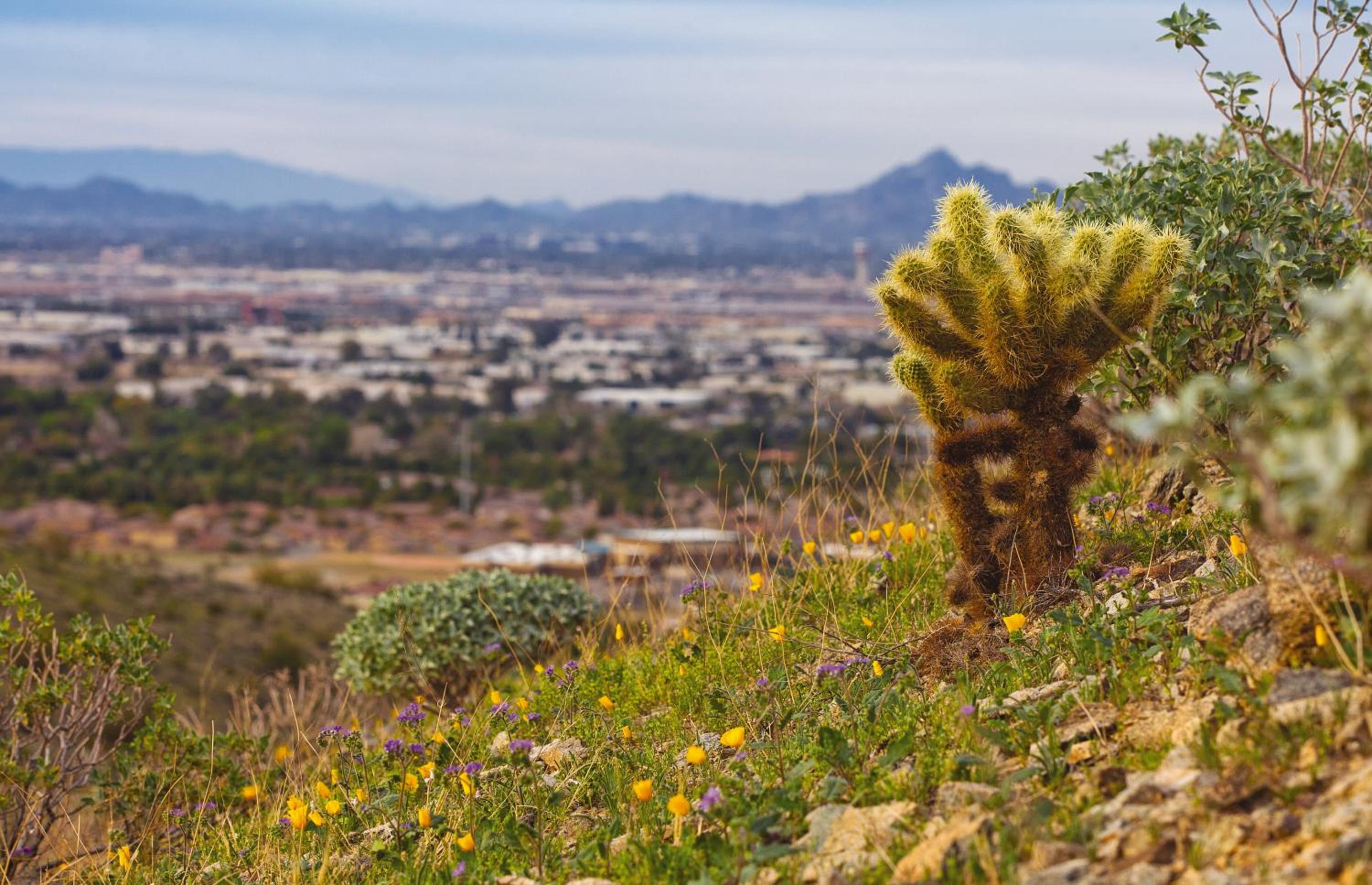 WorldMark Phoenix - South Mountain Preserve