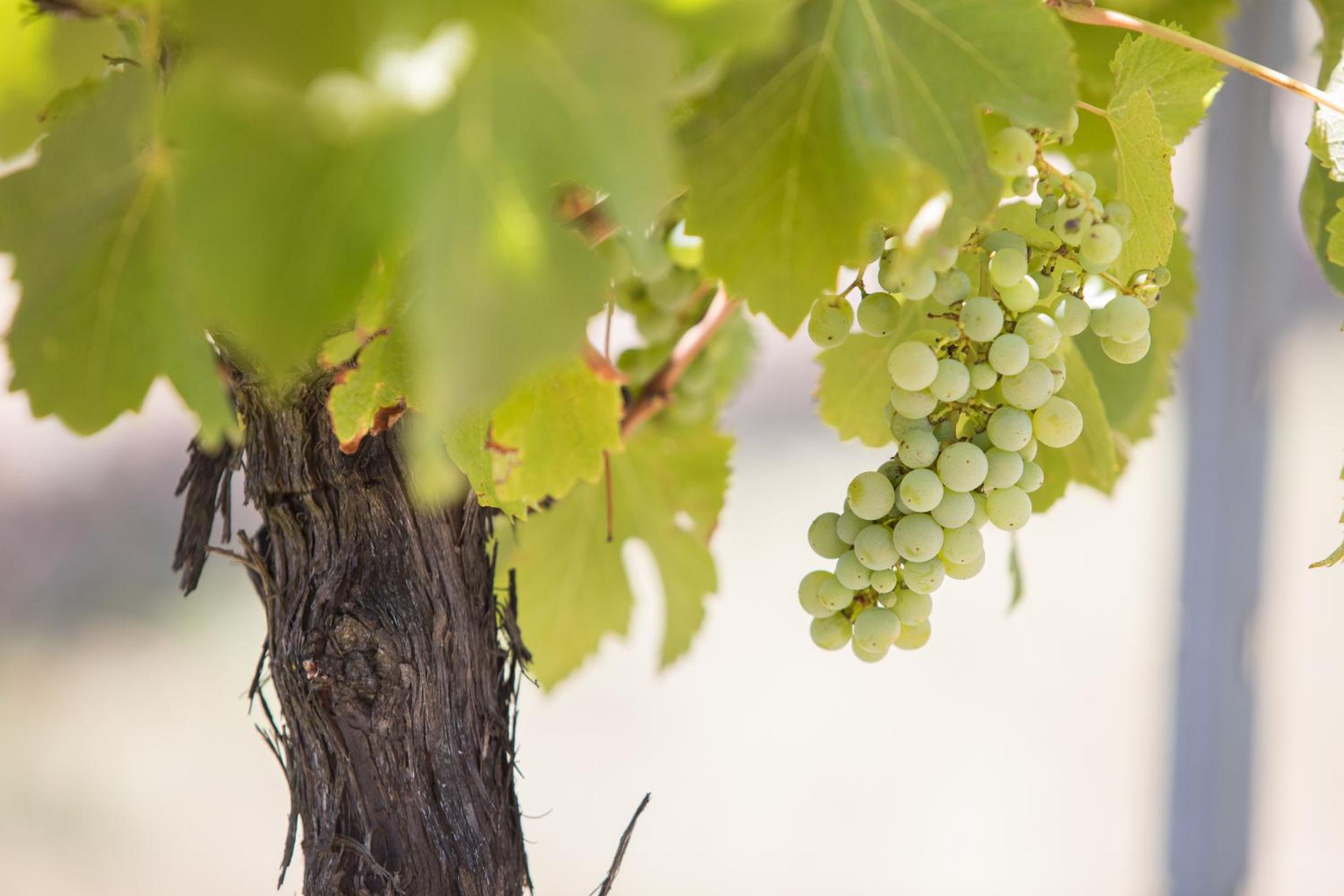 Petersons Armidale Winery and Guesthouse