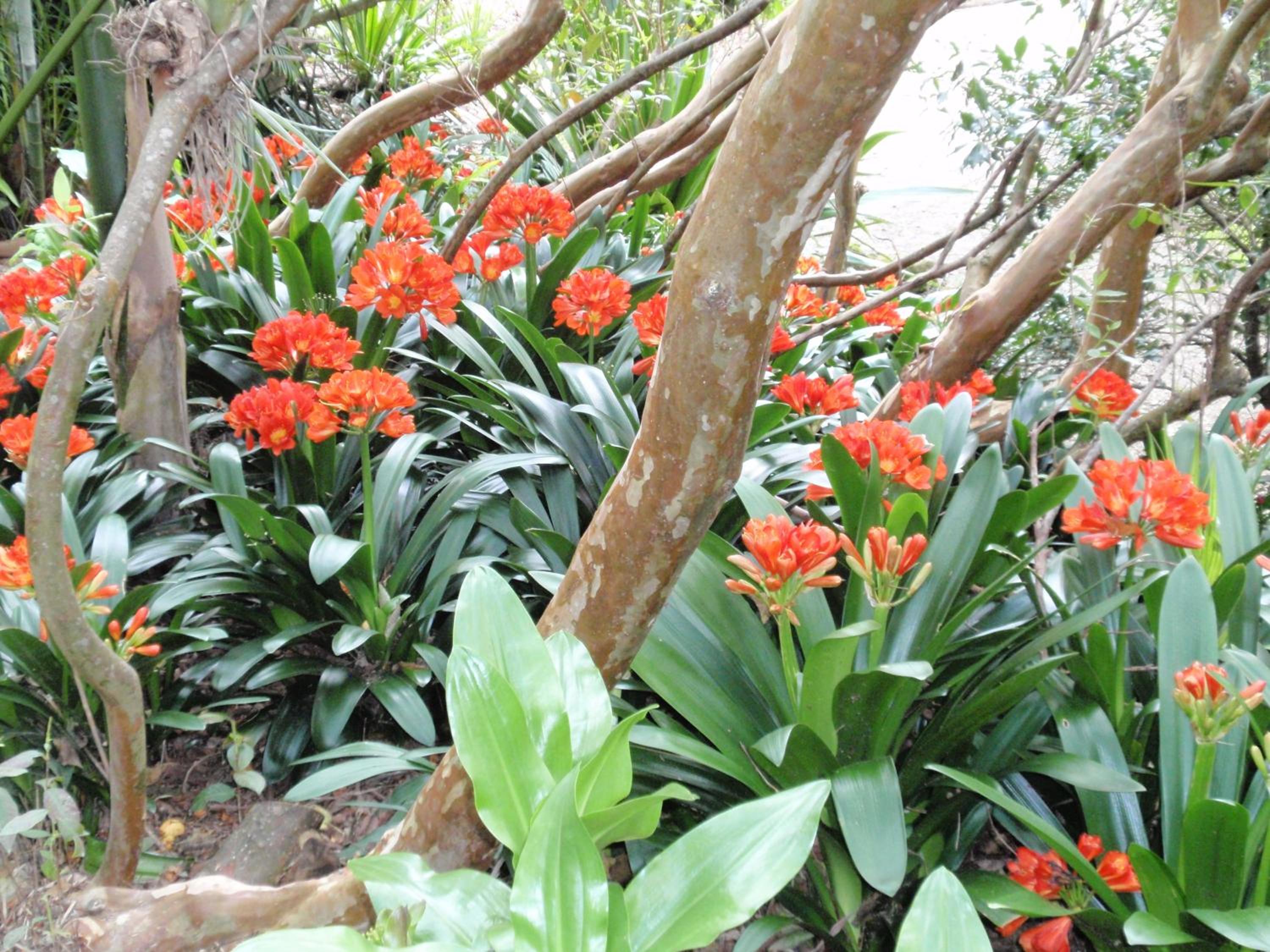 Wharepuke Subtropical Accommodation