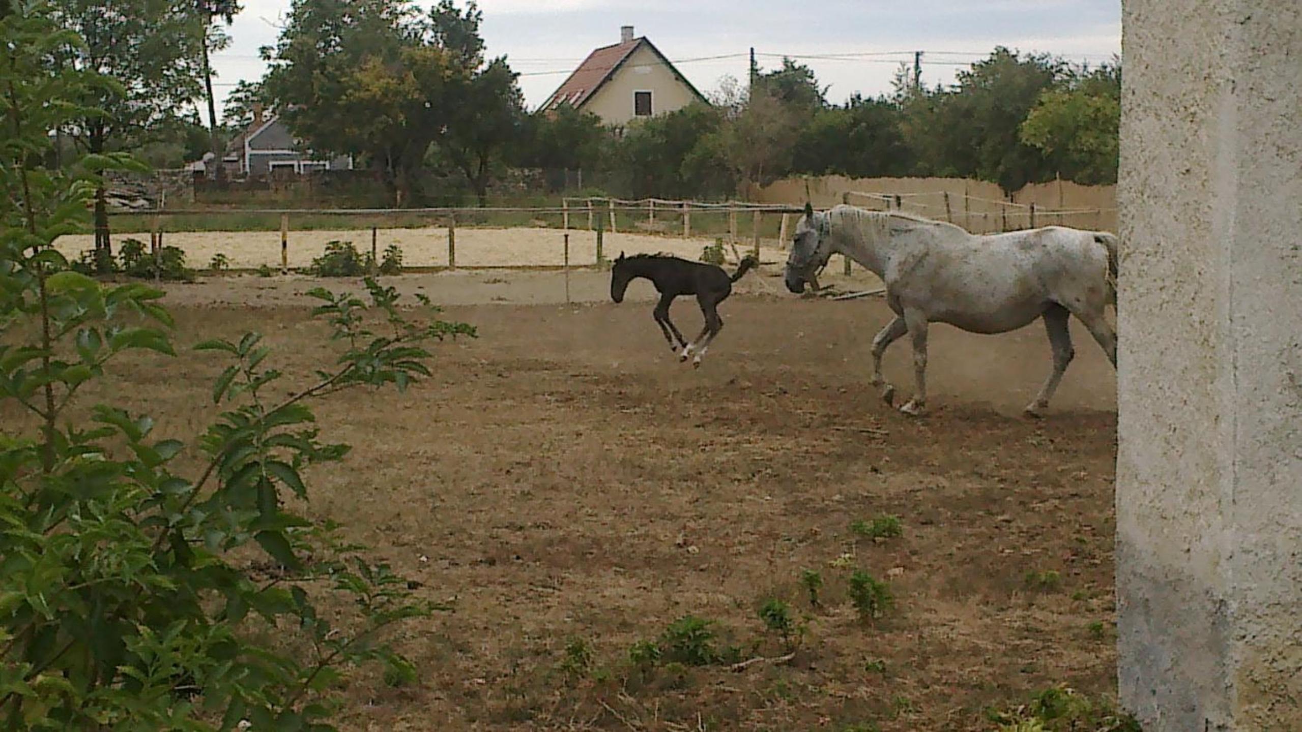 Photo 59