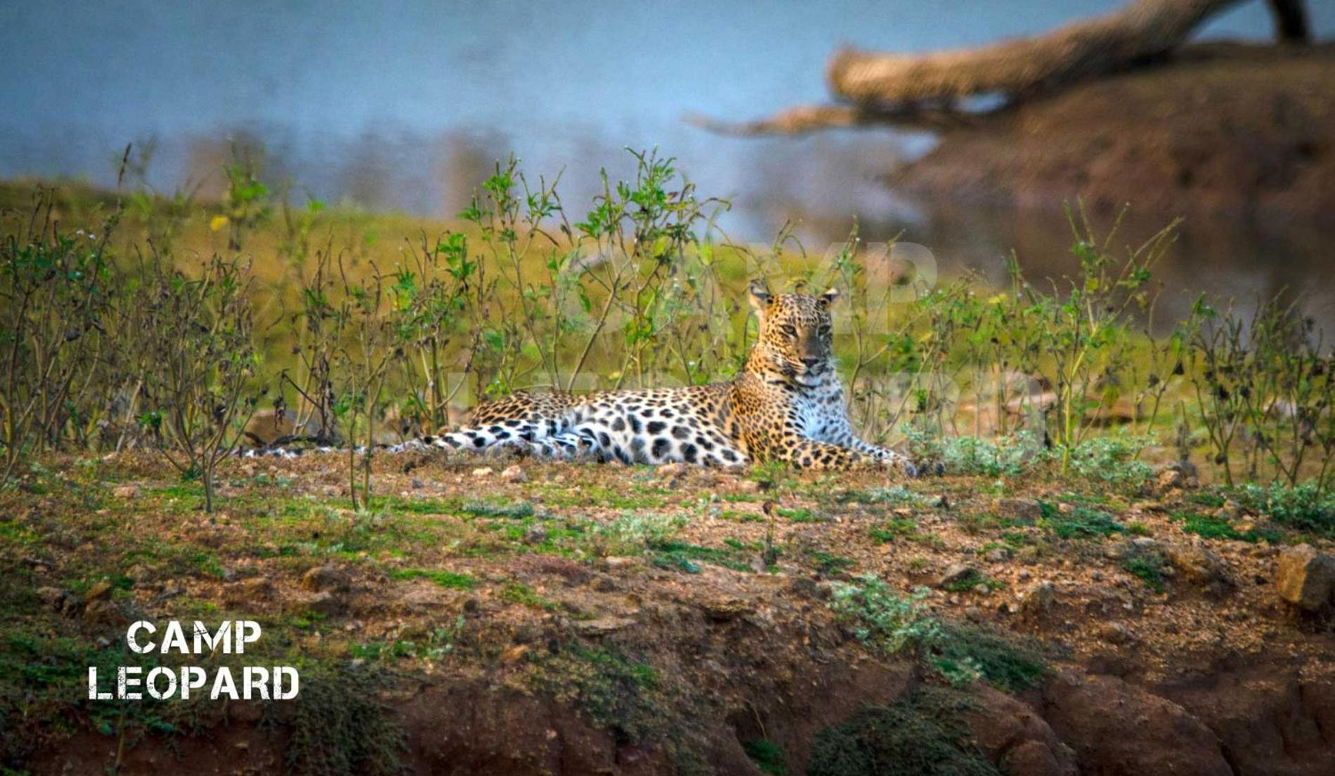 Camp Leopard - Yala Safari Glamping