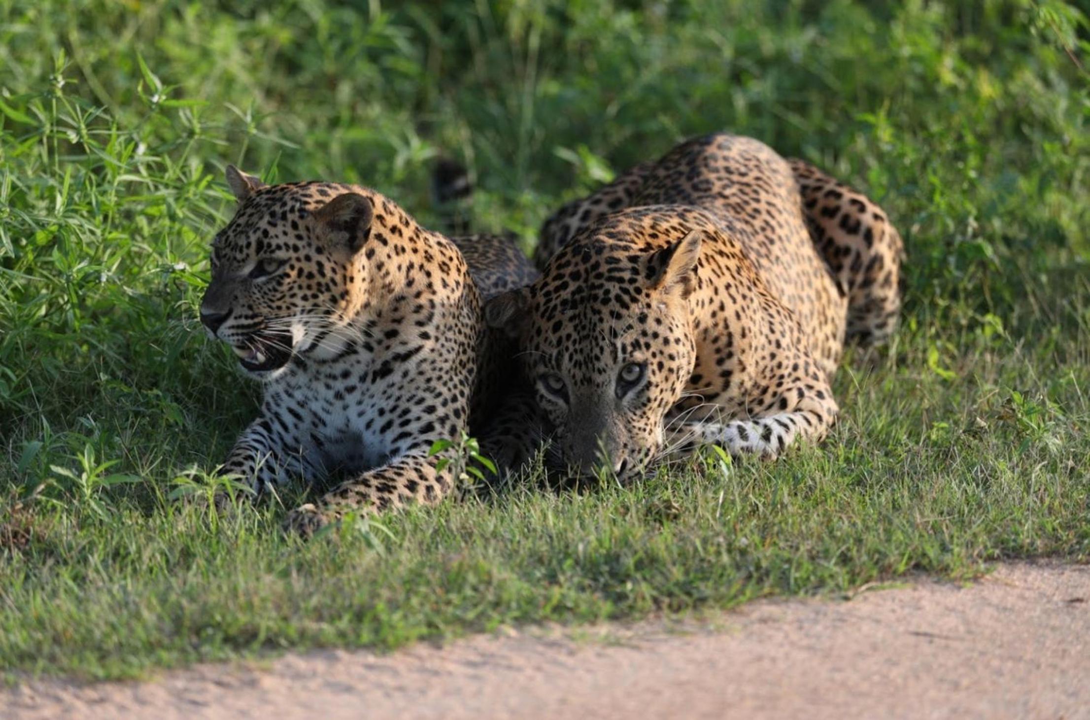 Camp Leopard - Yala Safari Glamping