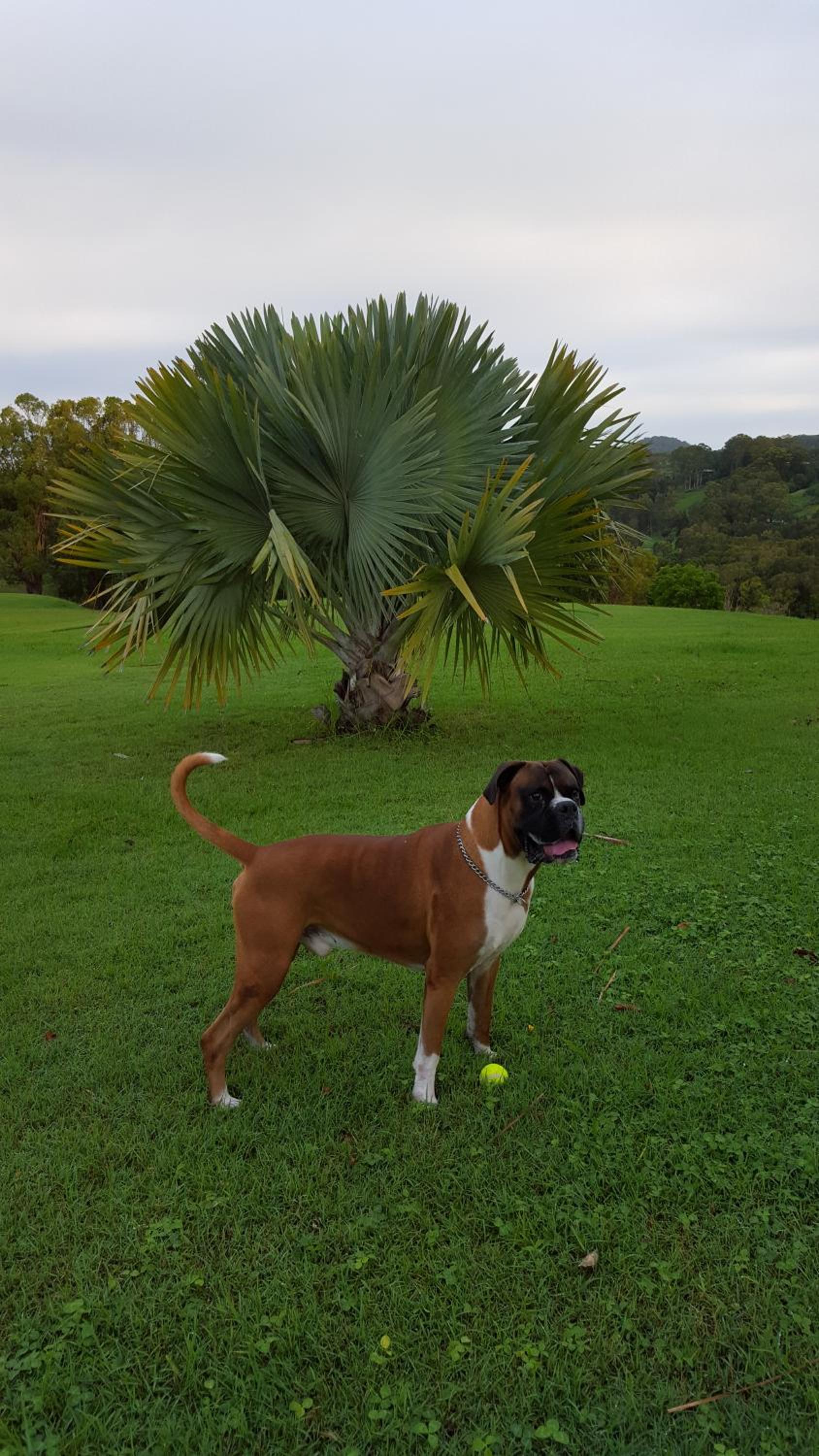 Tropical Coast Retreat - Pet Friendly - Adult only