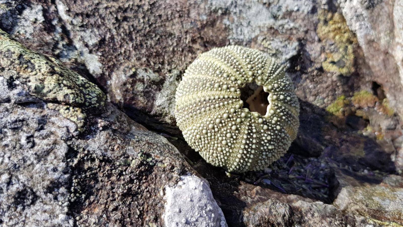 Photo 45