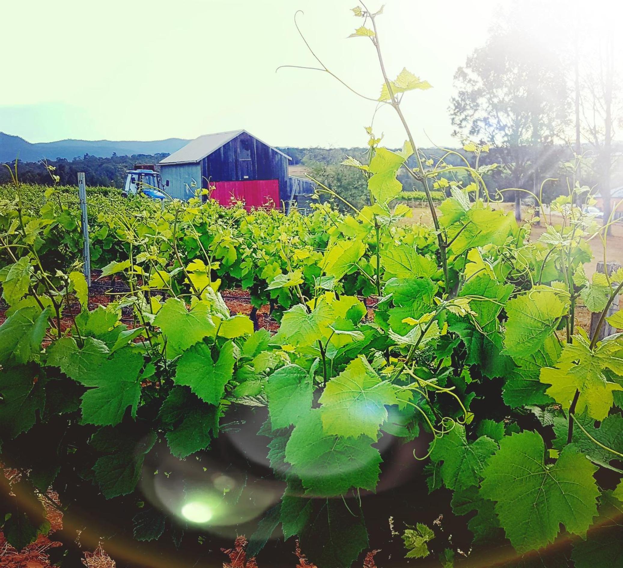 Red Door Collective - RDC Vineyard Estate, Luxury Adult Only Stay
