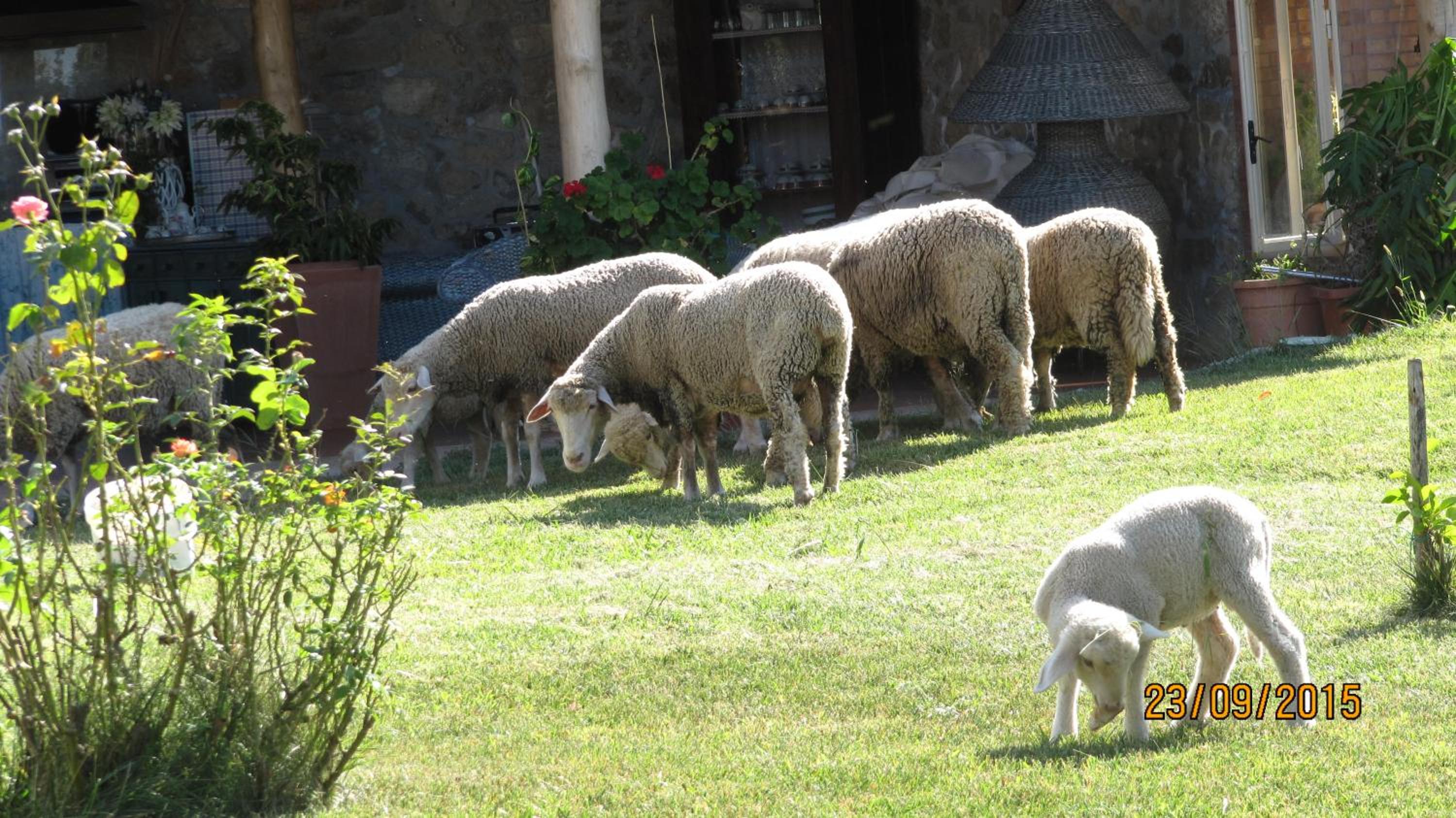 B&B Macchia d'Olmo