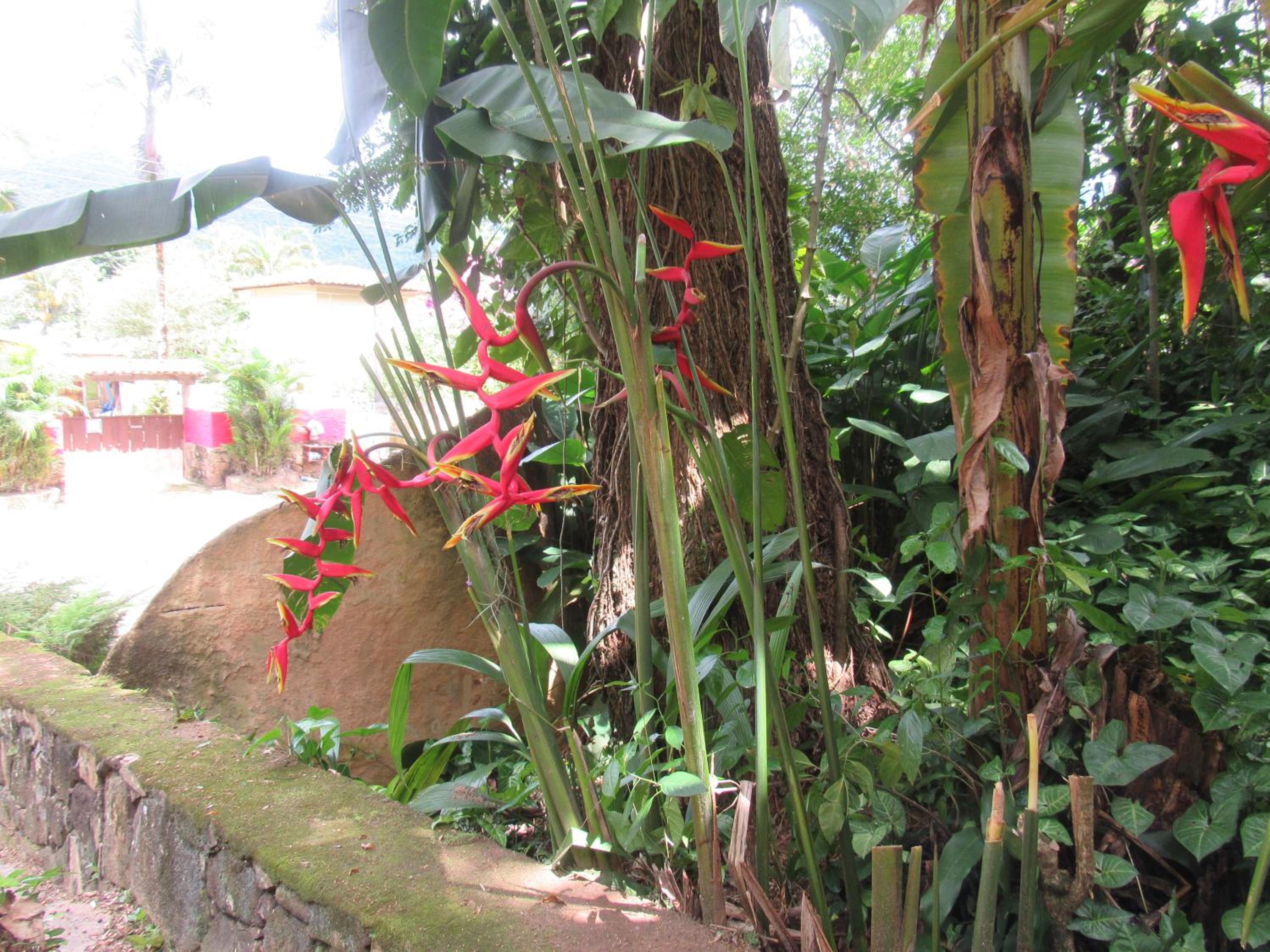 Camping Trópico de Capricórnio - Ilhabela view 4