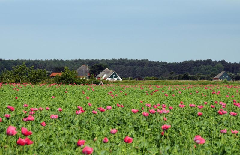 De Pelikaan Texel Appartementen