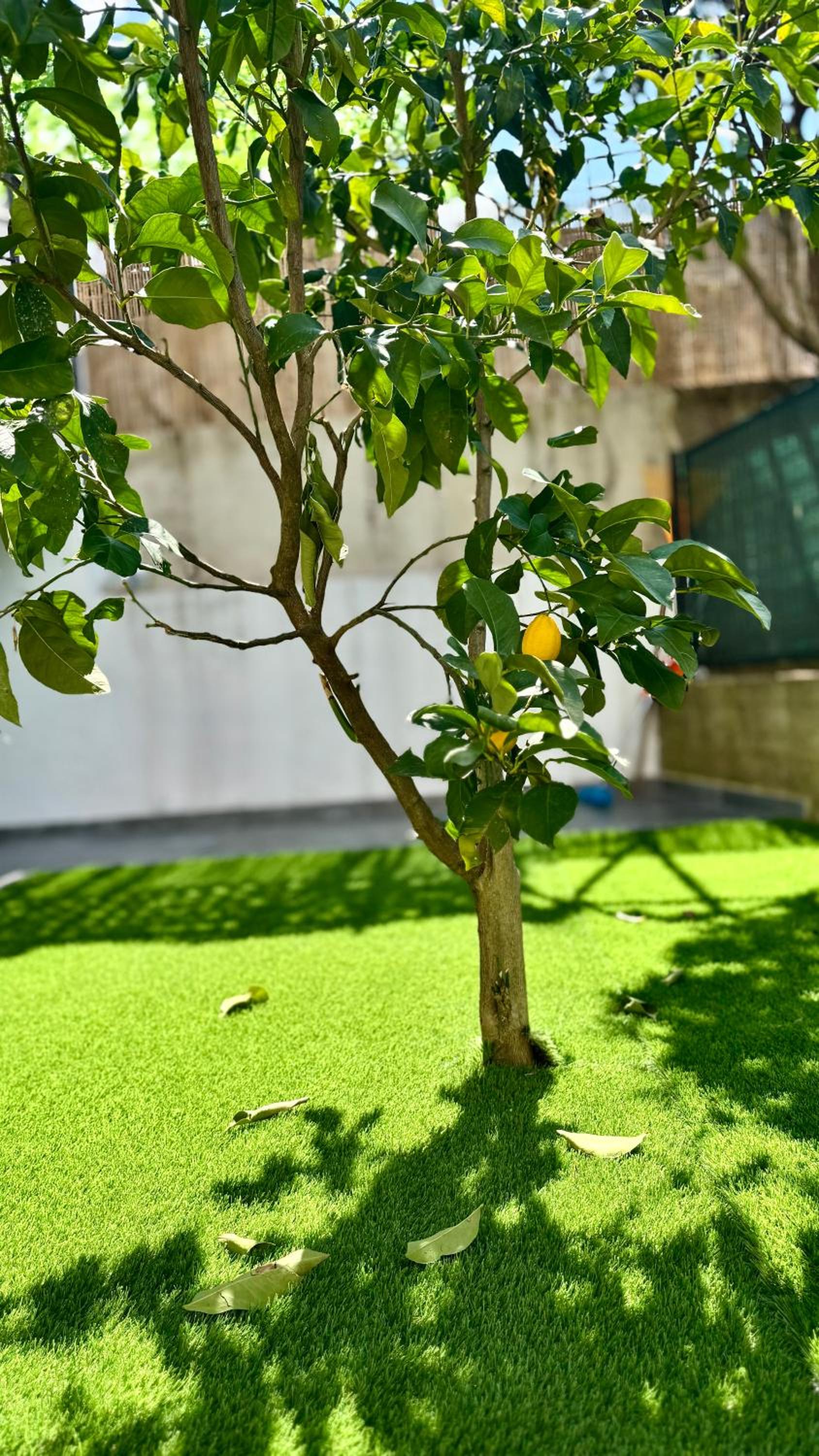 LĀr - the Hidden Gem, photo 28