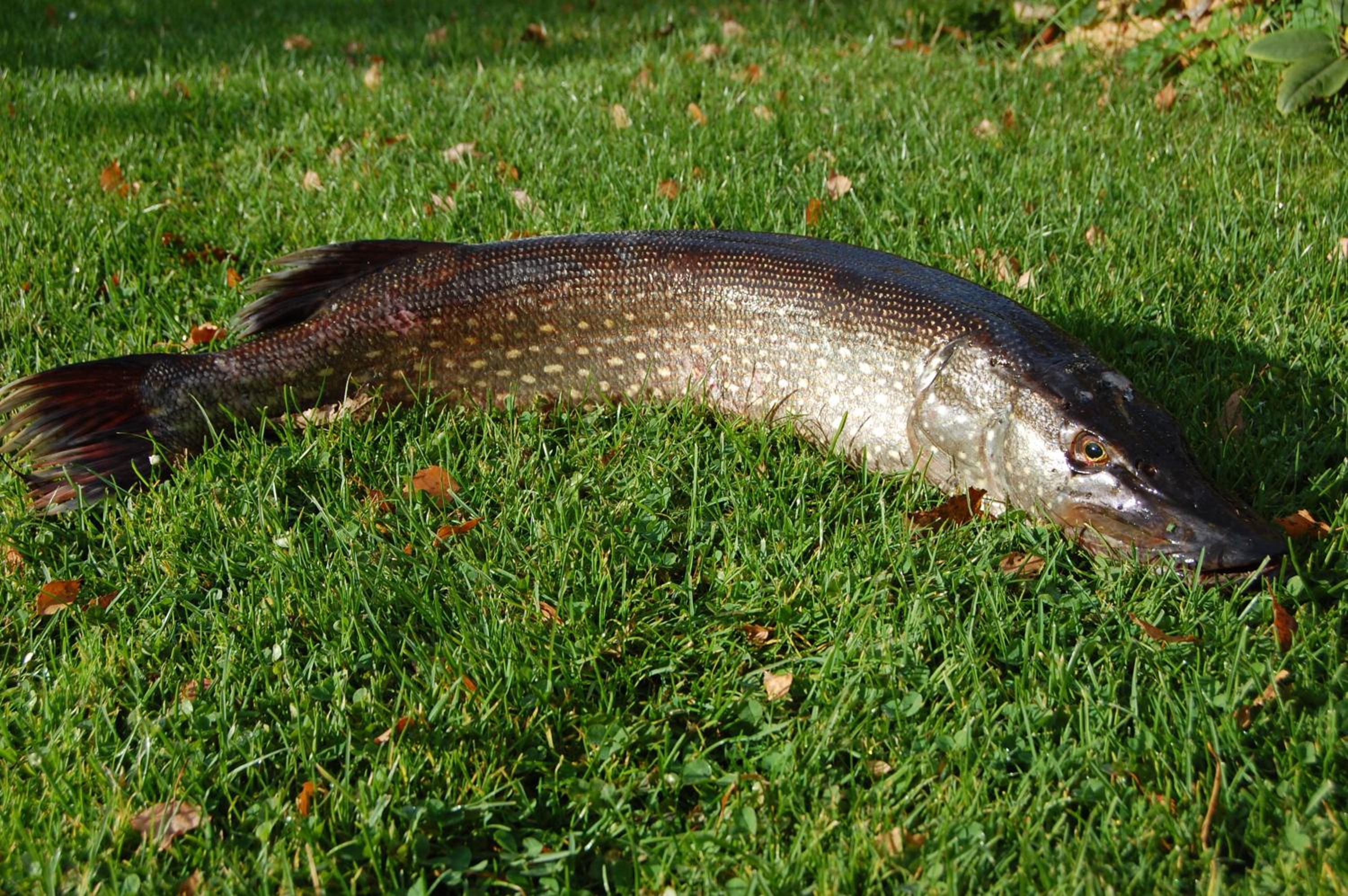 Penzion Eliska