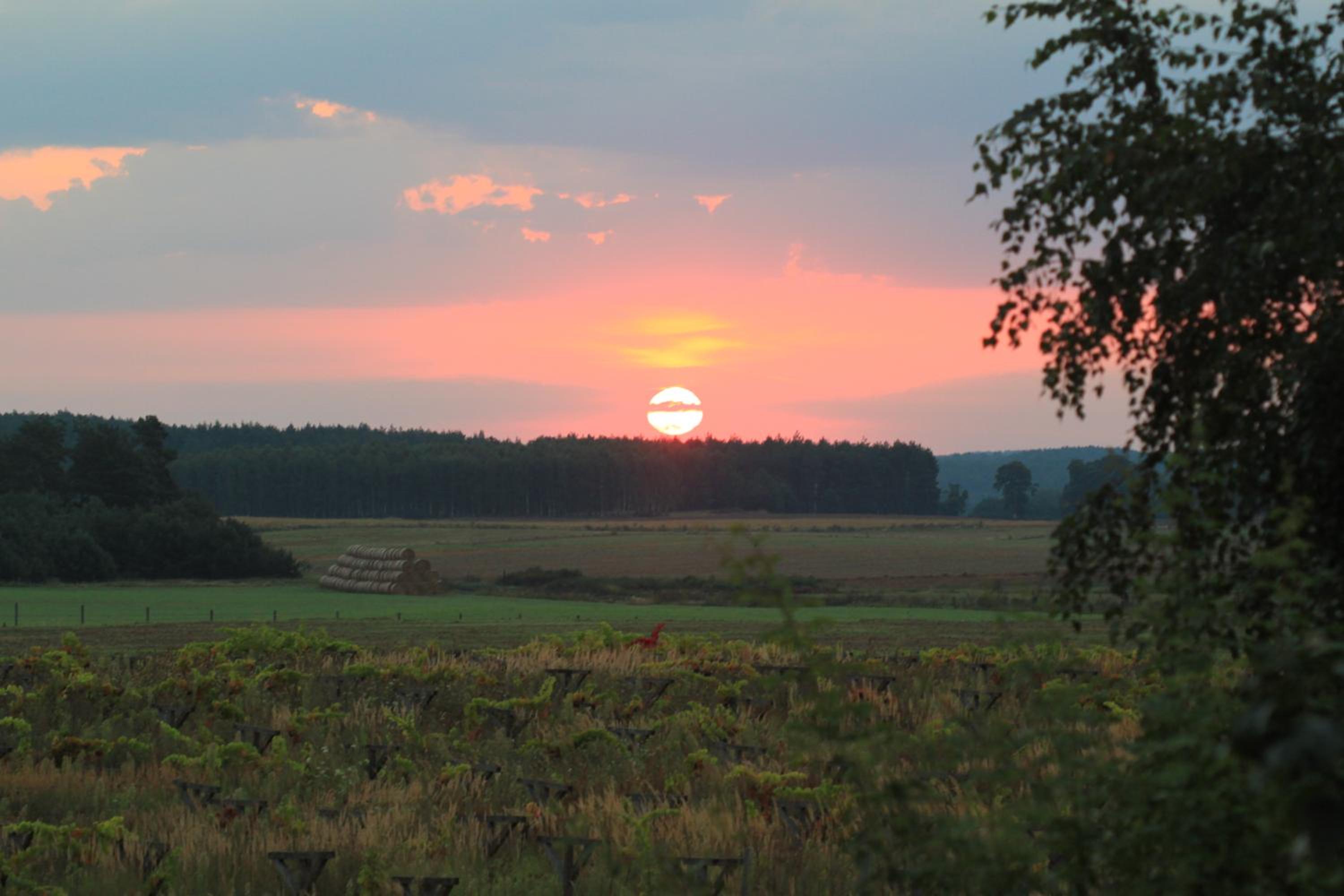 Winnica Dębogóra