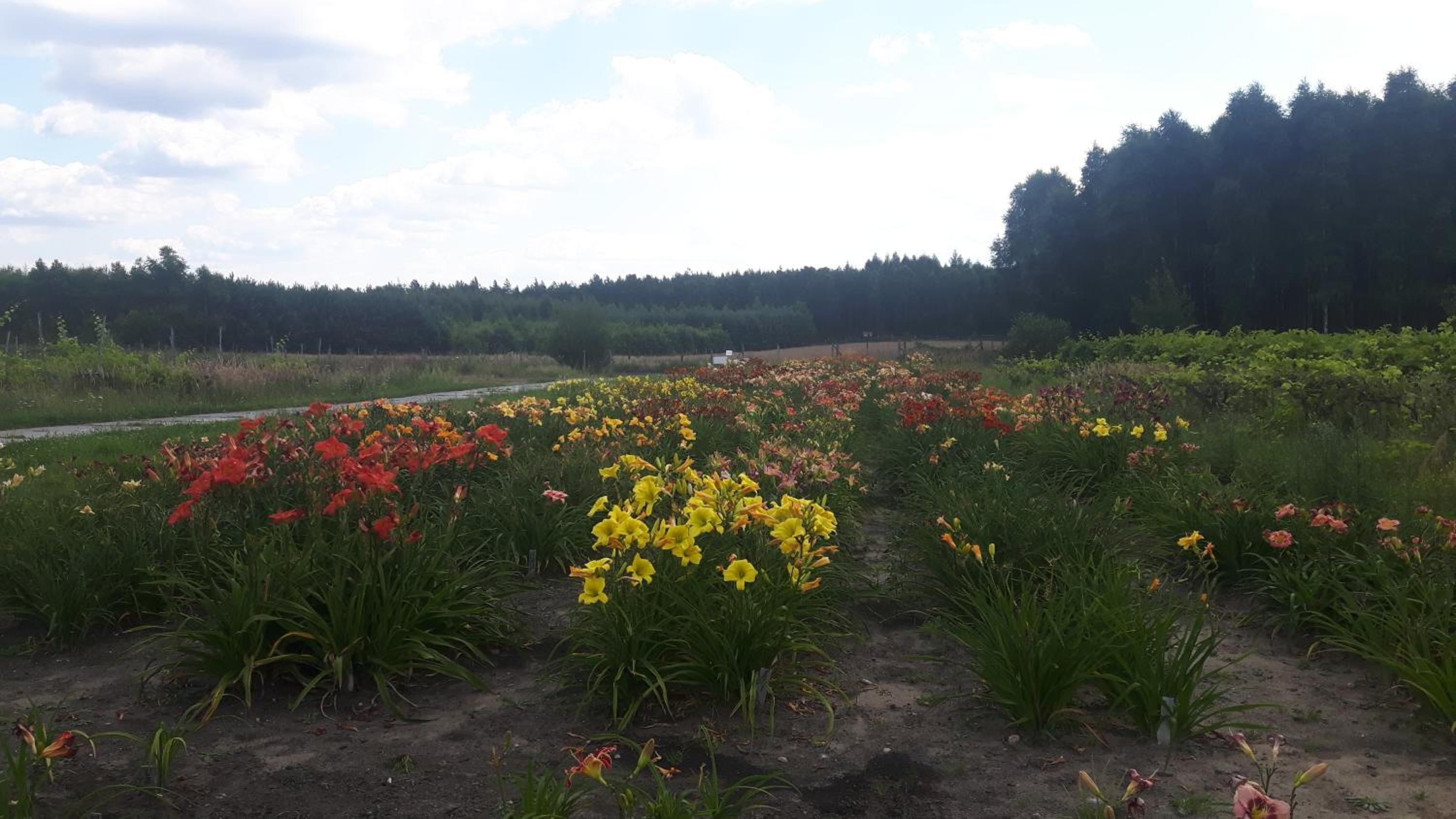 Winnica Dębogóra