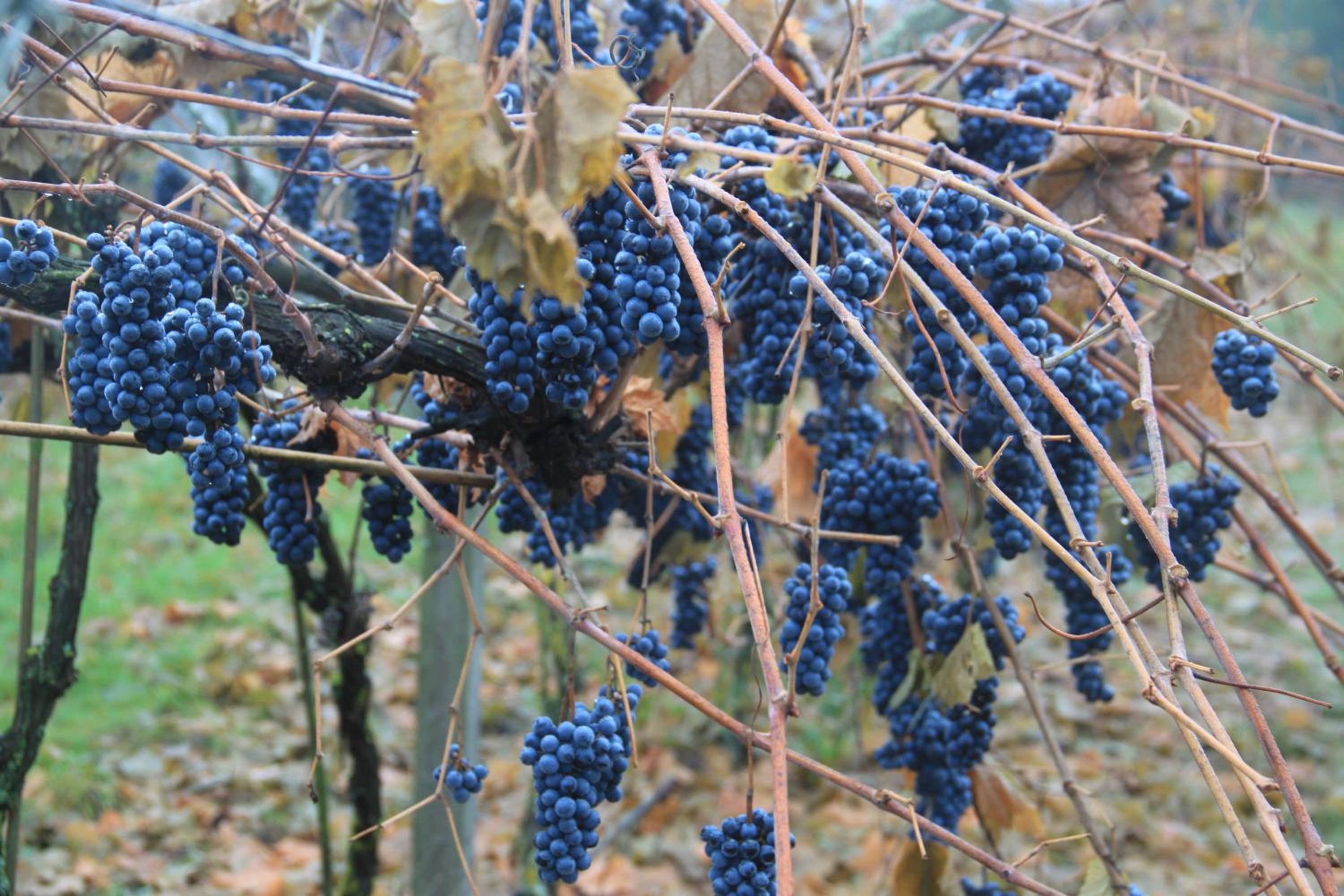 Winnica Dębogóra