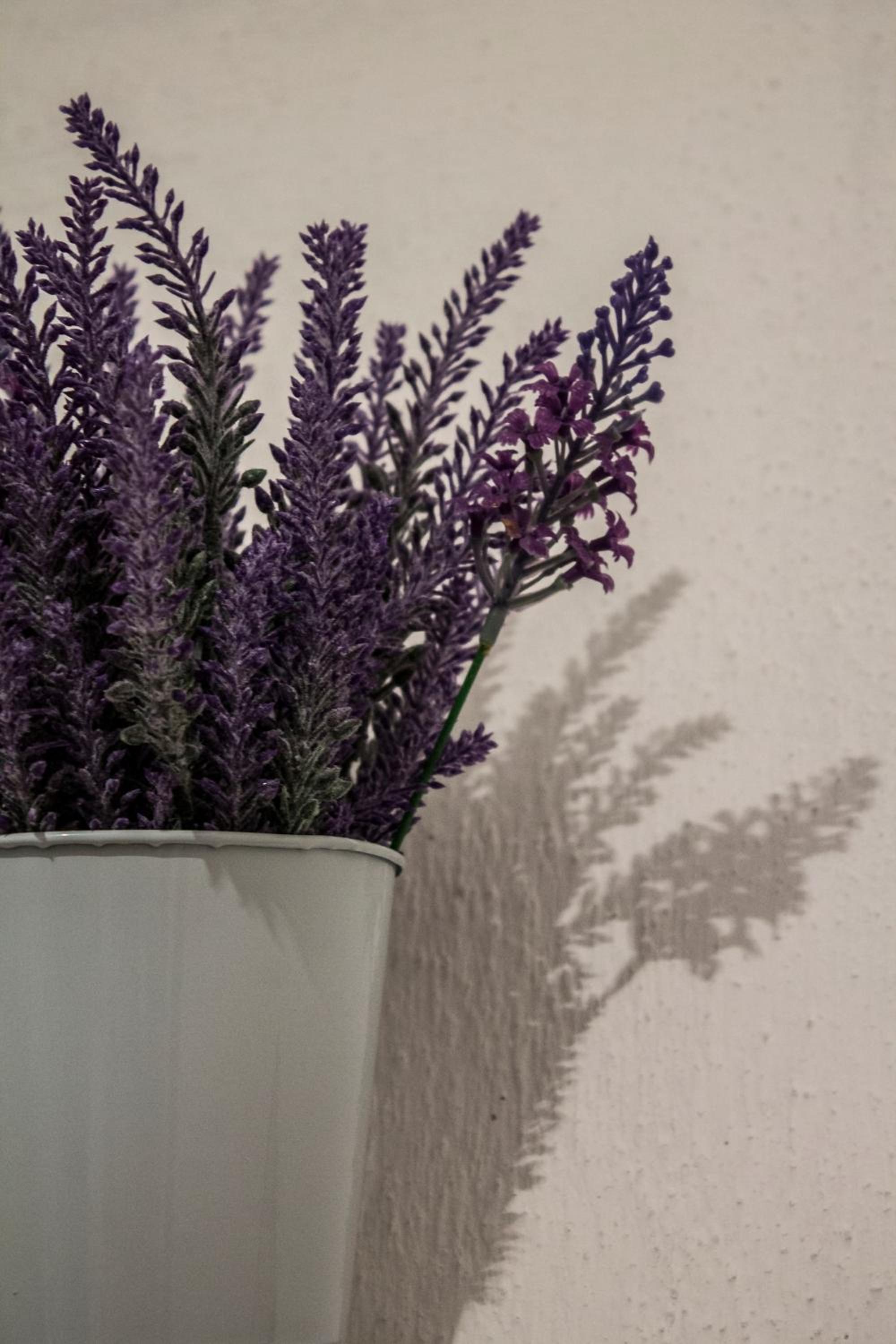 Kuća Lavanda