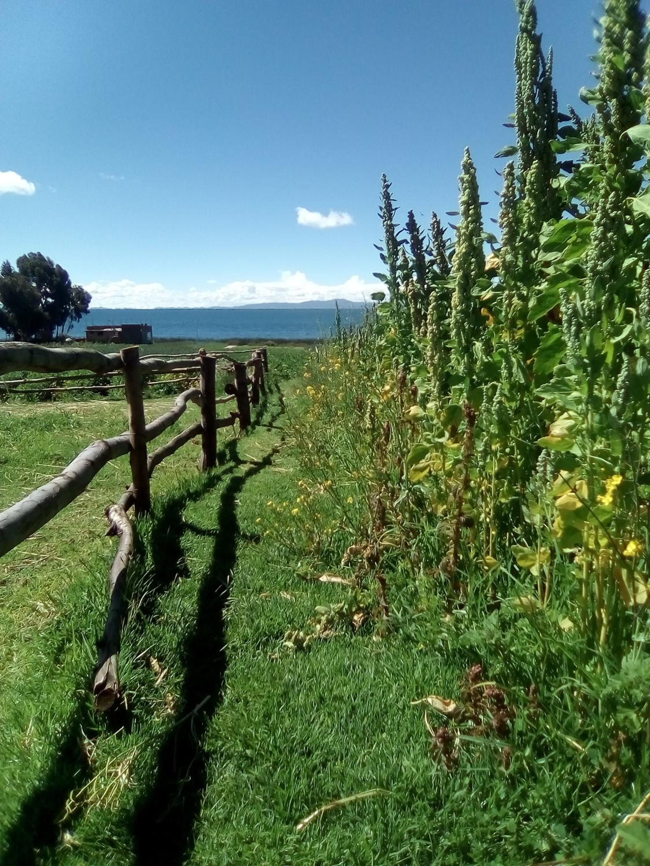 Luquina homestay