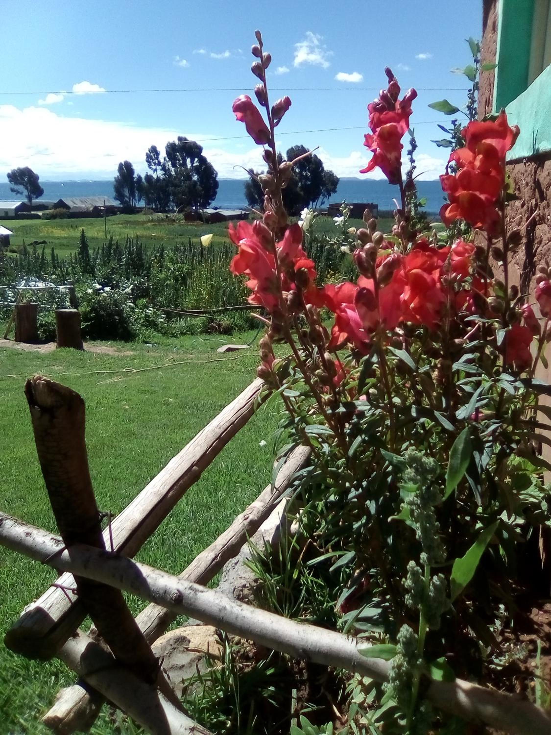 Luquina homestay