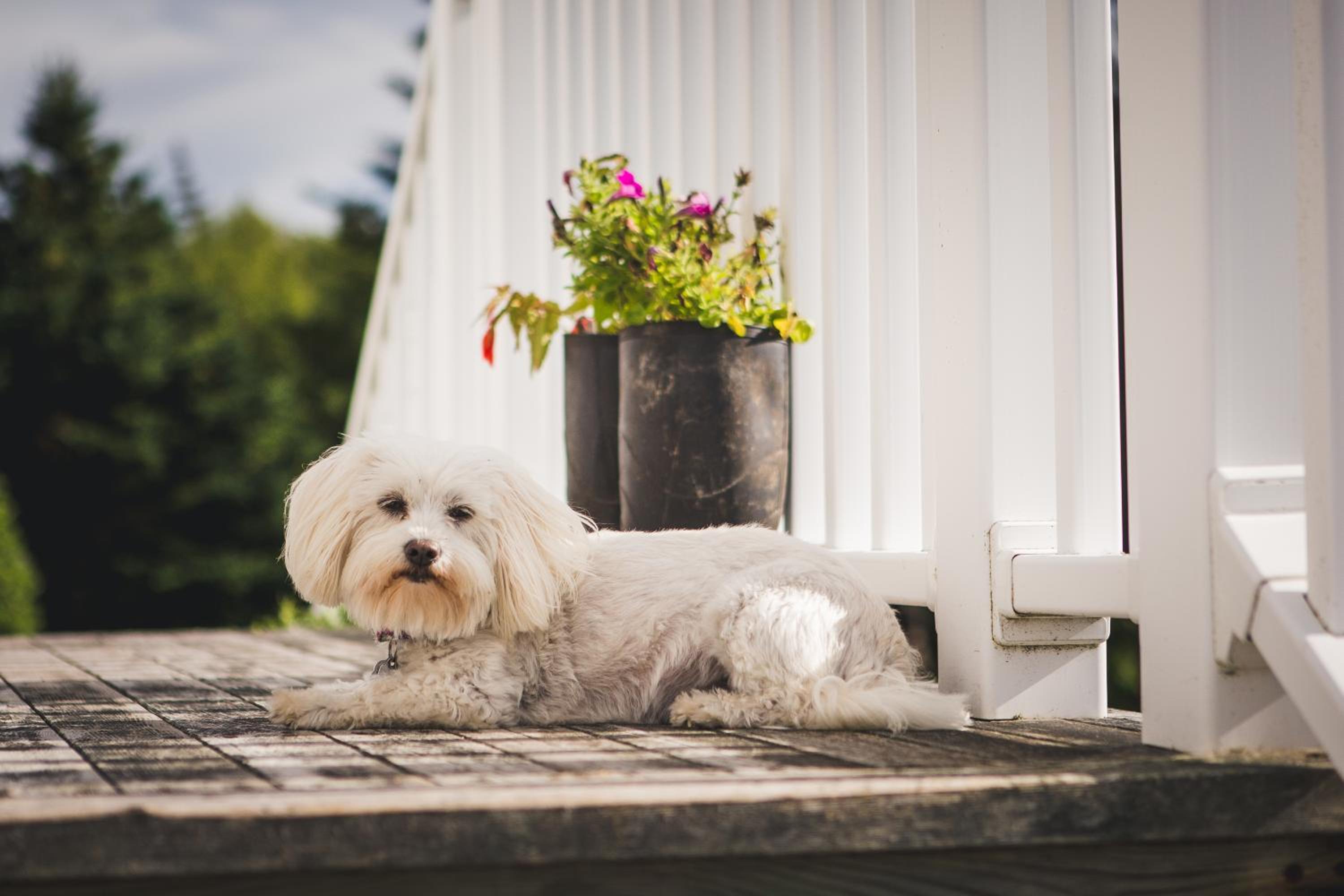 Abbie's Garden Bed & Breakfast Incorporated