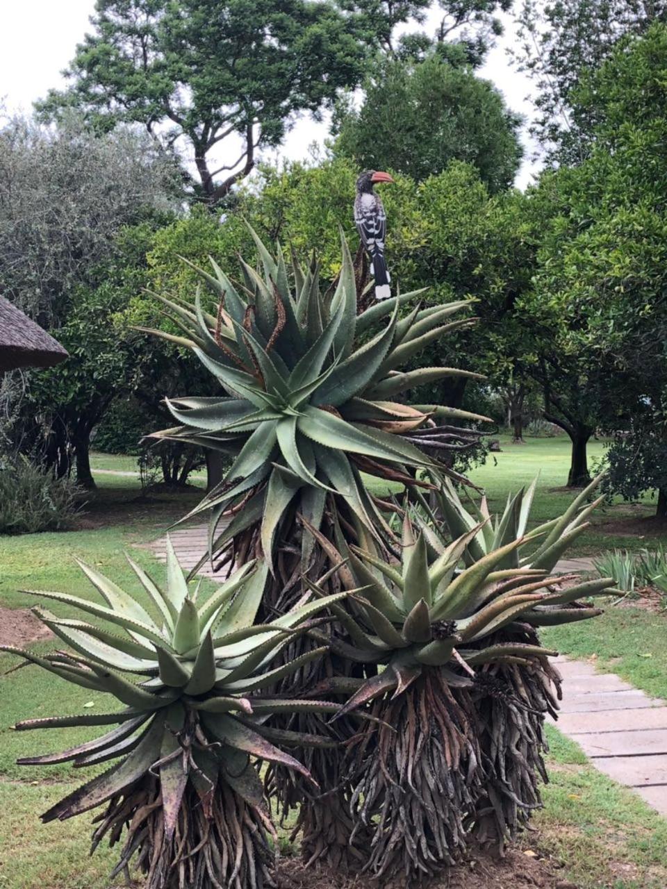 Chrislin African Lodge