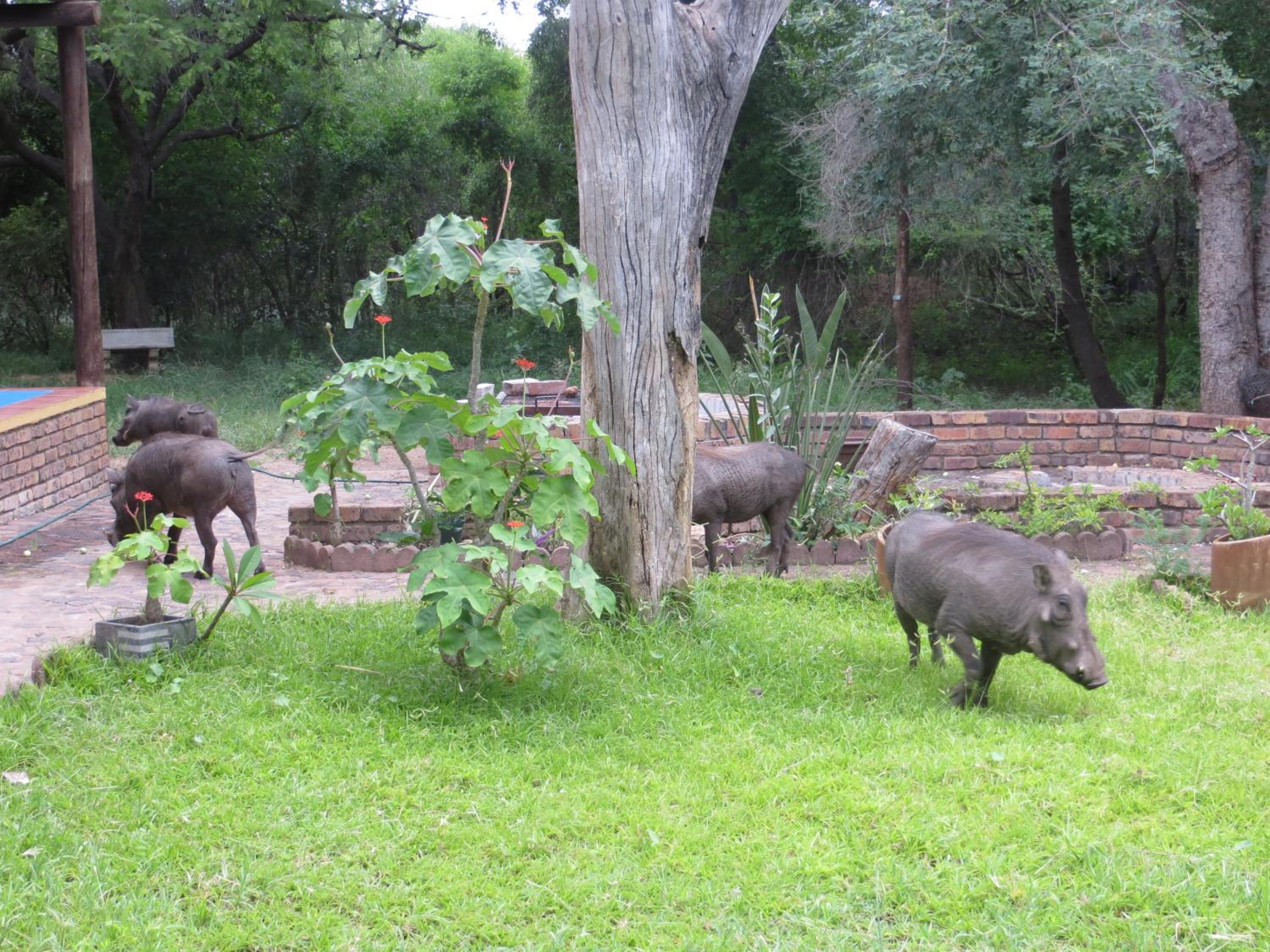 Kruger Safari Animal Encounter