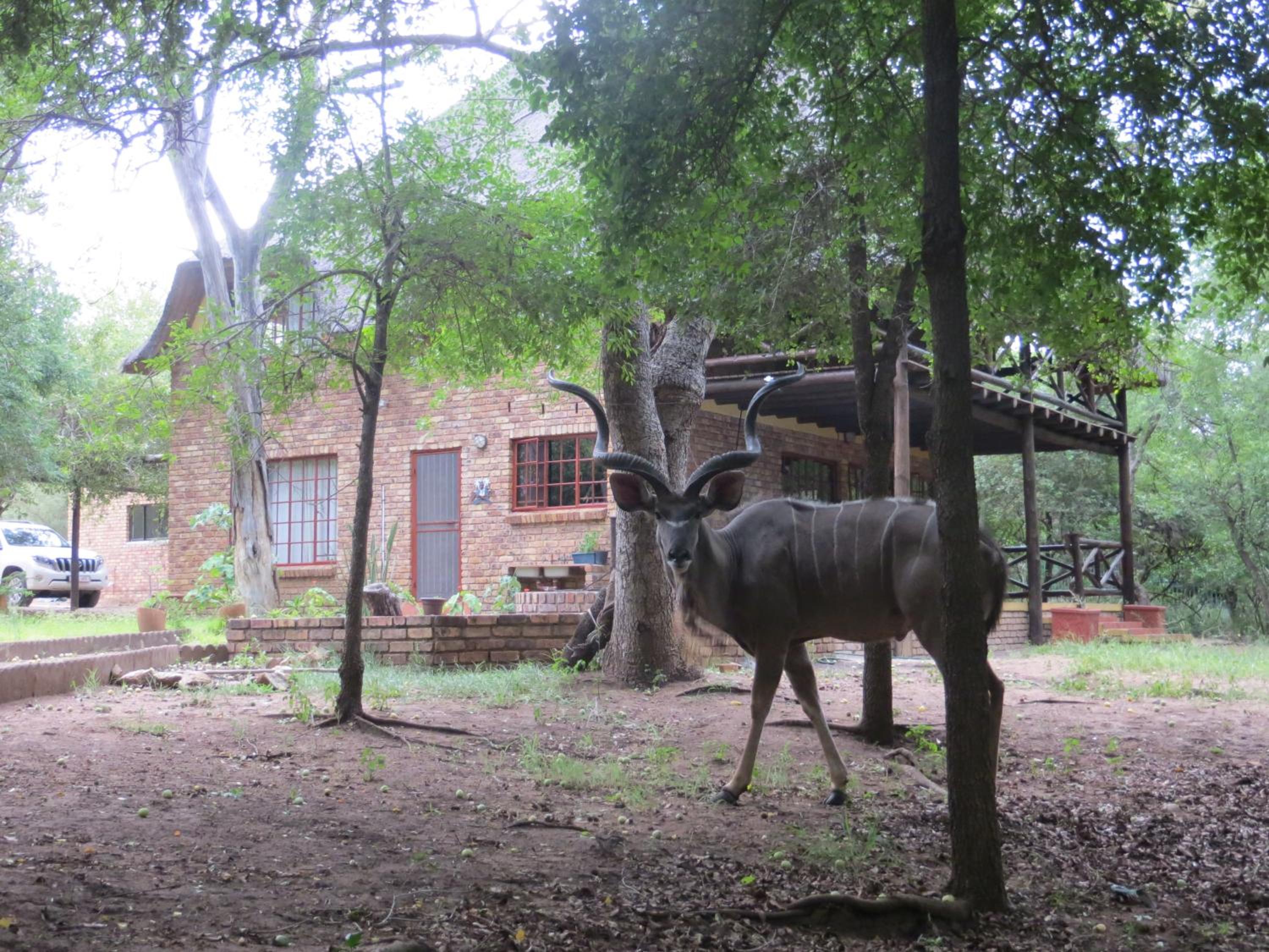 Kruger Safari Animal Encounter
