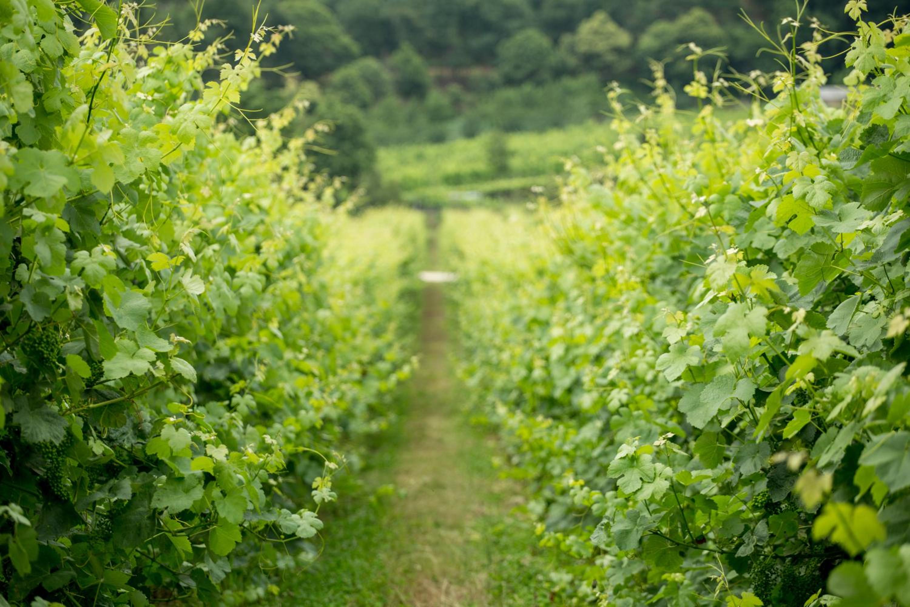 Quinta de Lourosa