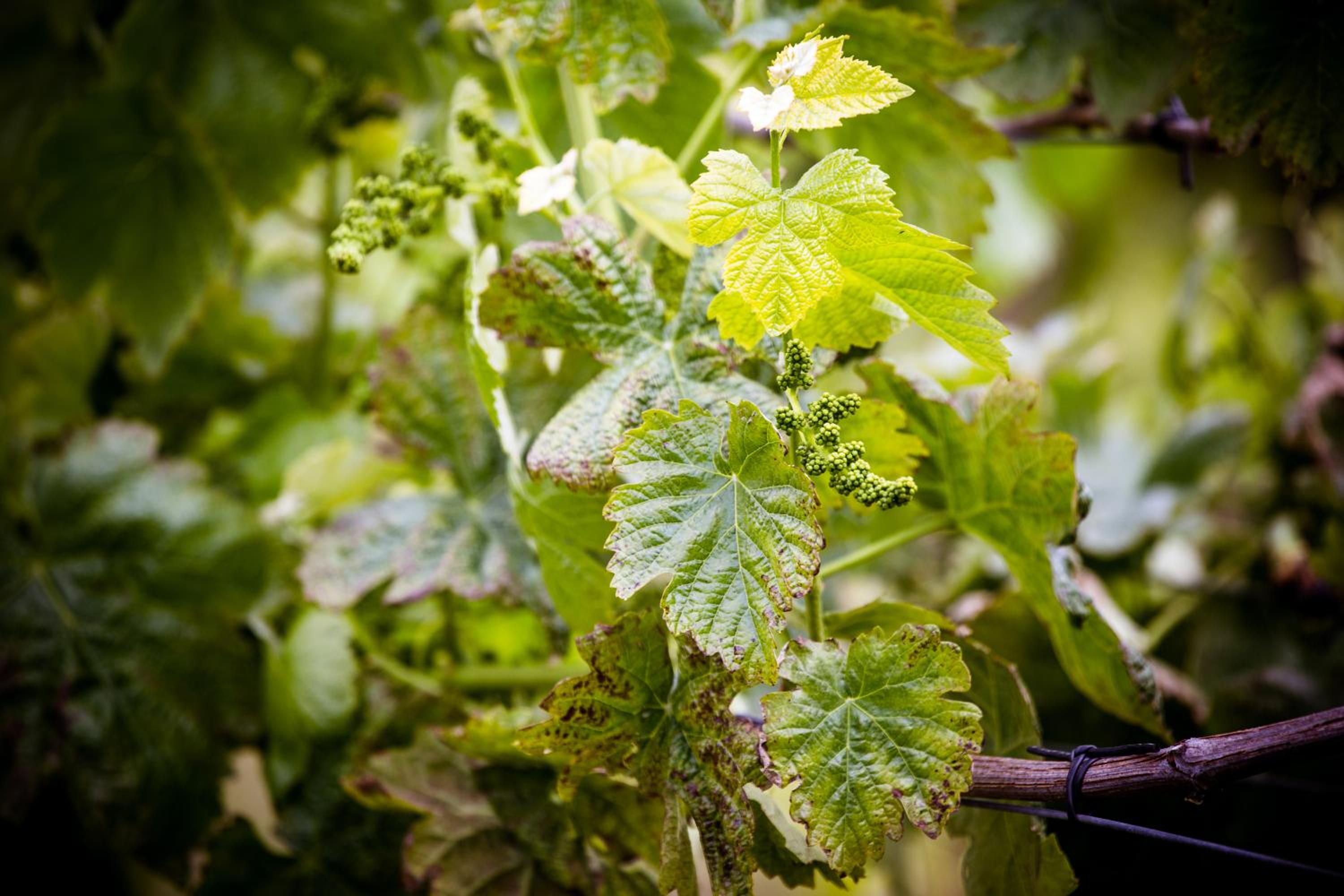 Quinta de Lourosa