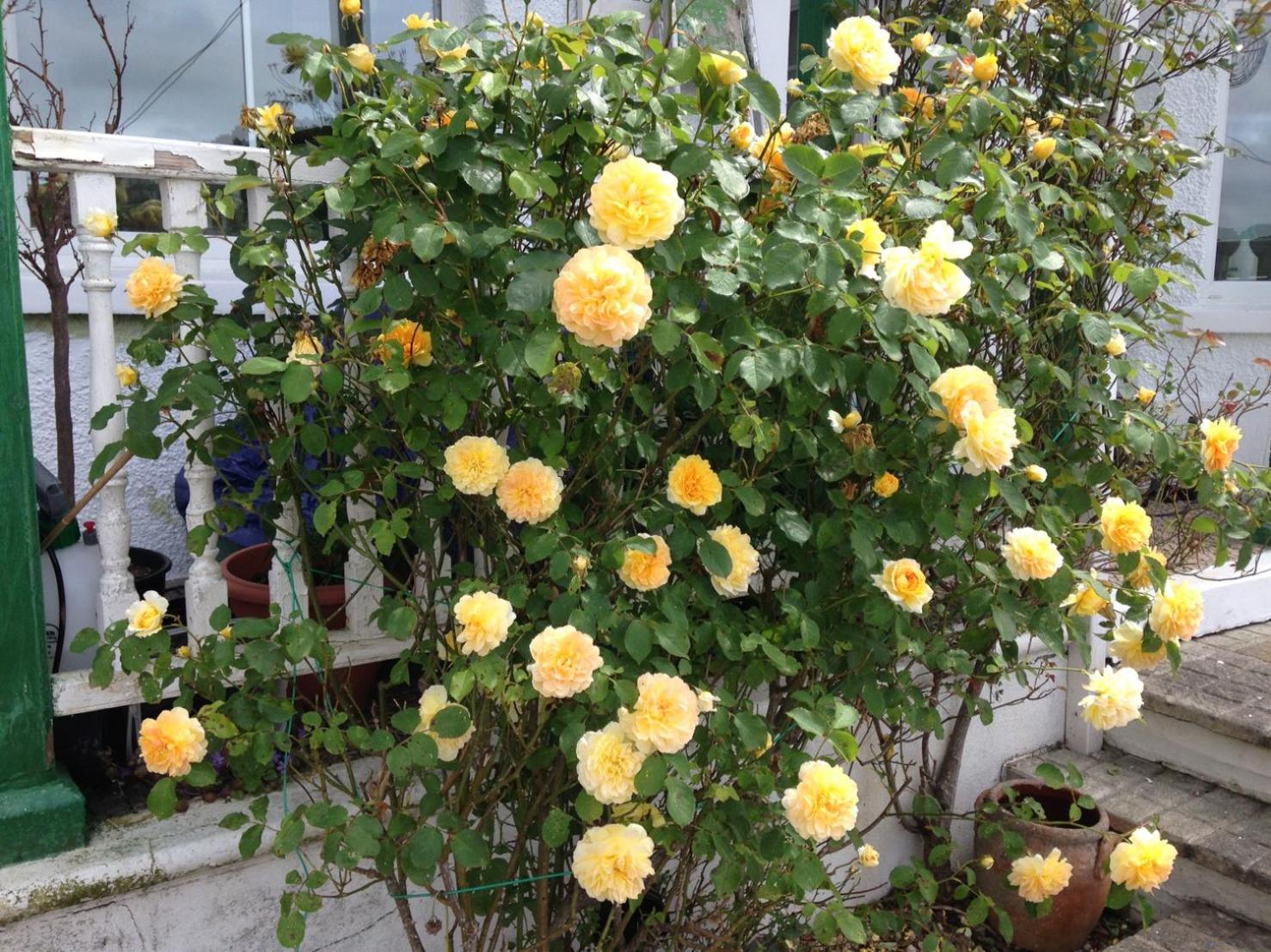 Looe Vacations - Silver Birch Guesthouse - Property Image 30