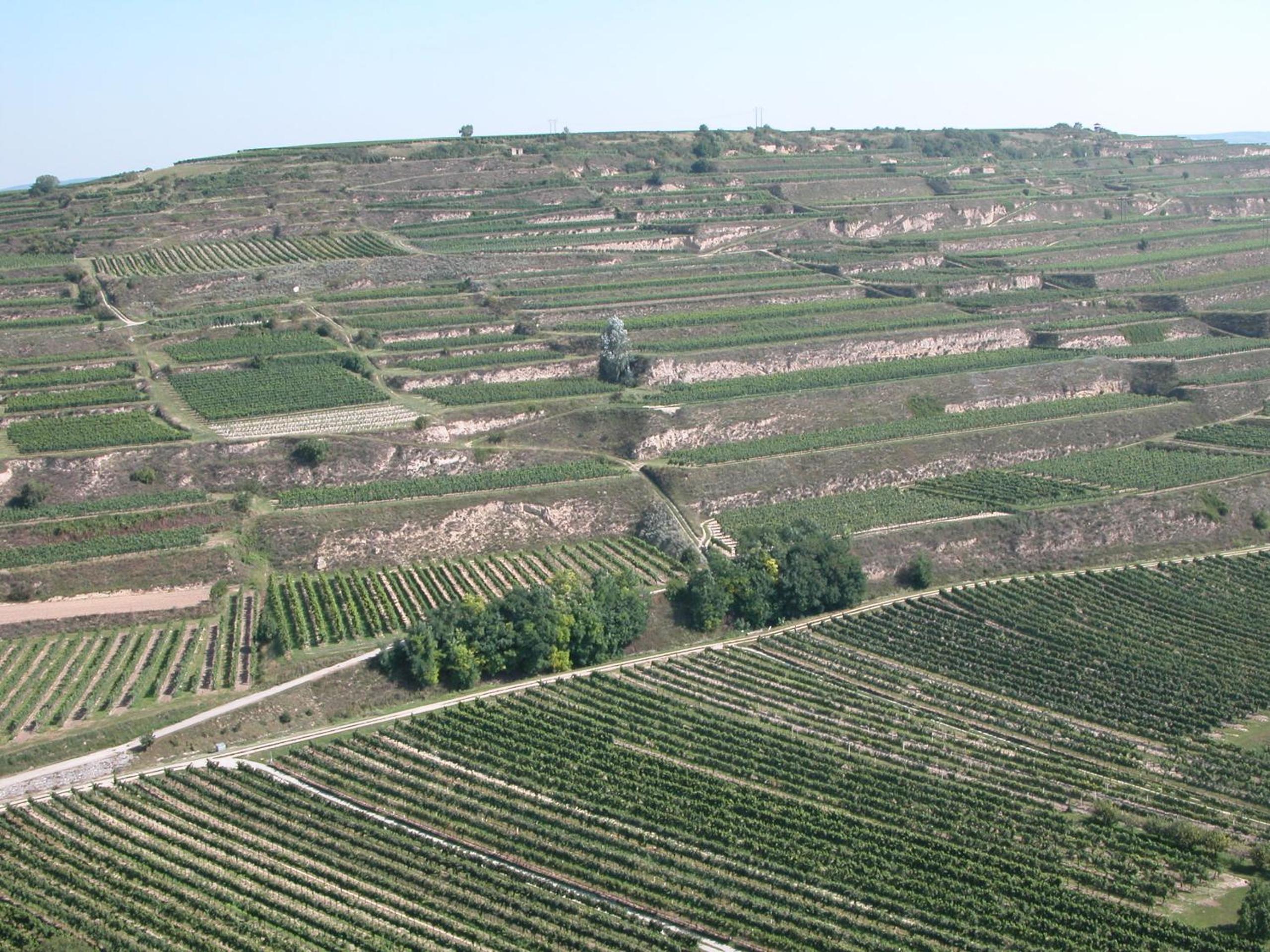 Weingut und Gästehaus Berger
