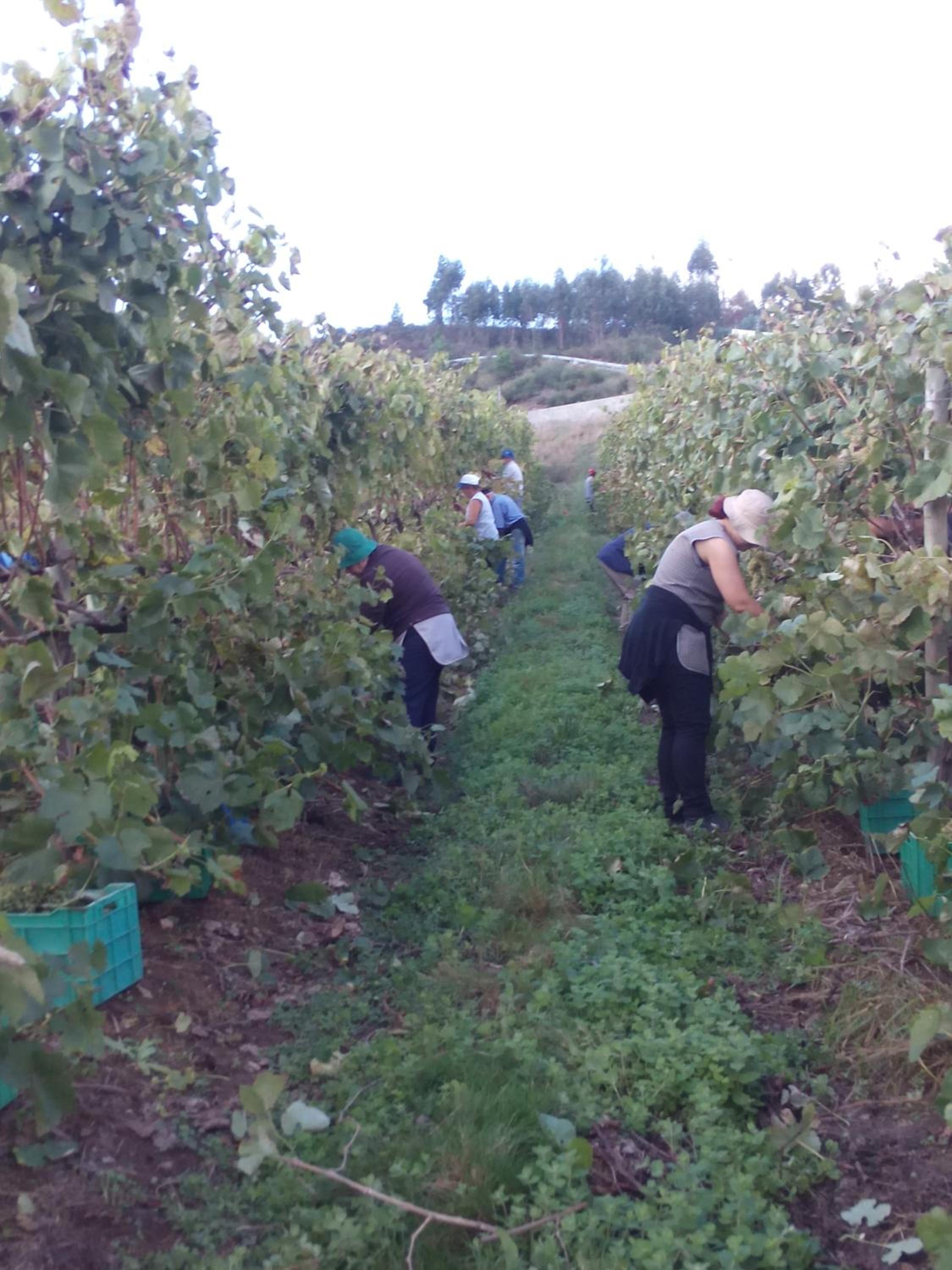 Quinta de Lourosa