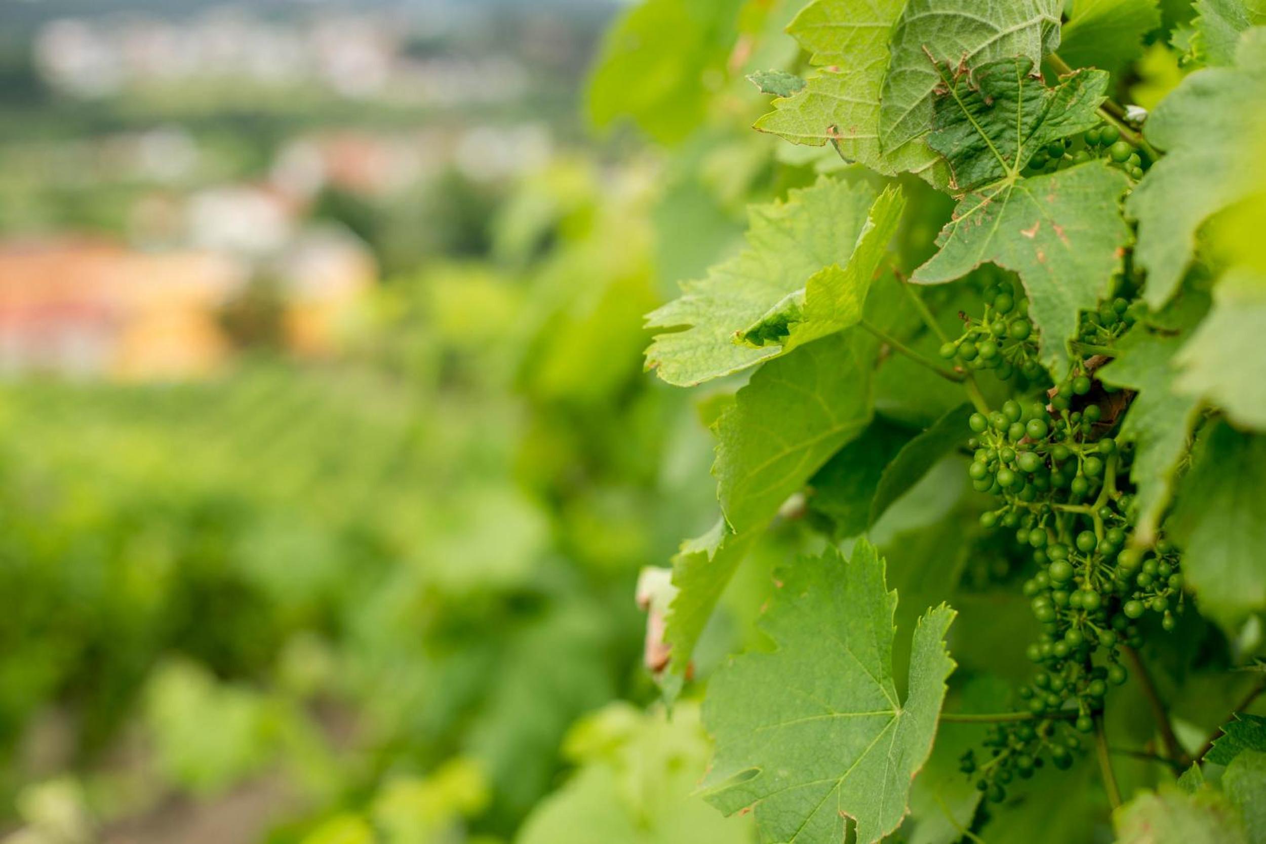 Quinta de Lourosa
