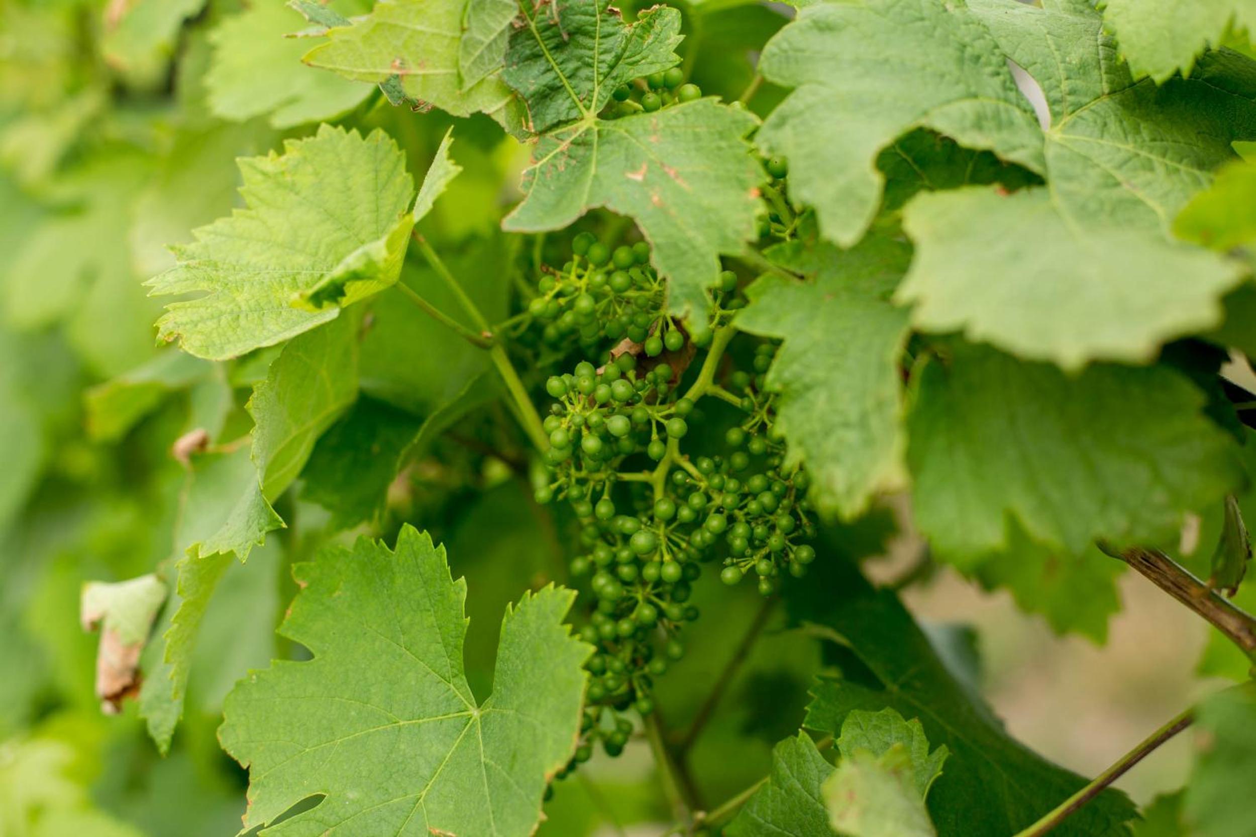 Quinta de Lourosa