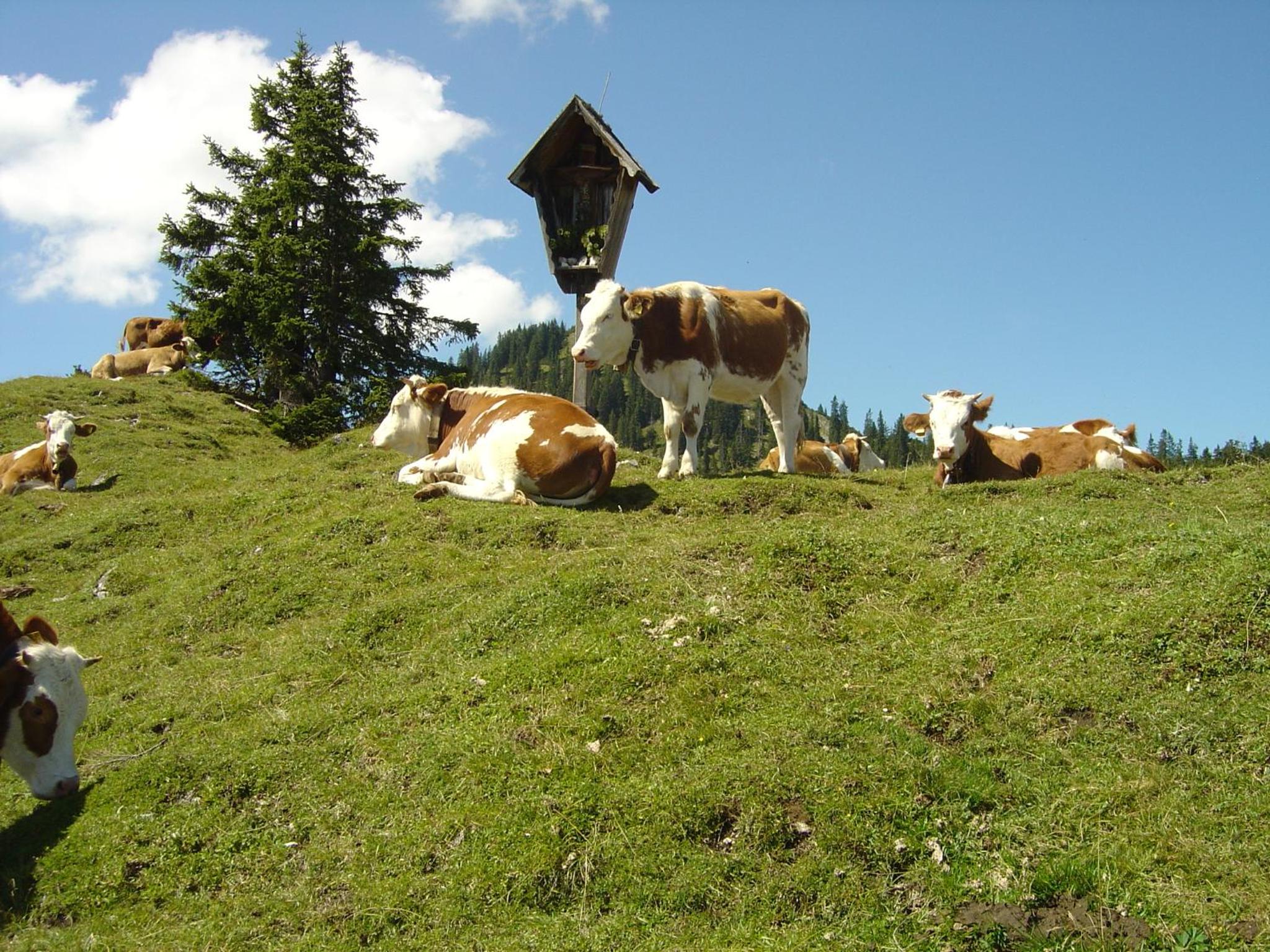 Photo 42